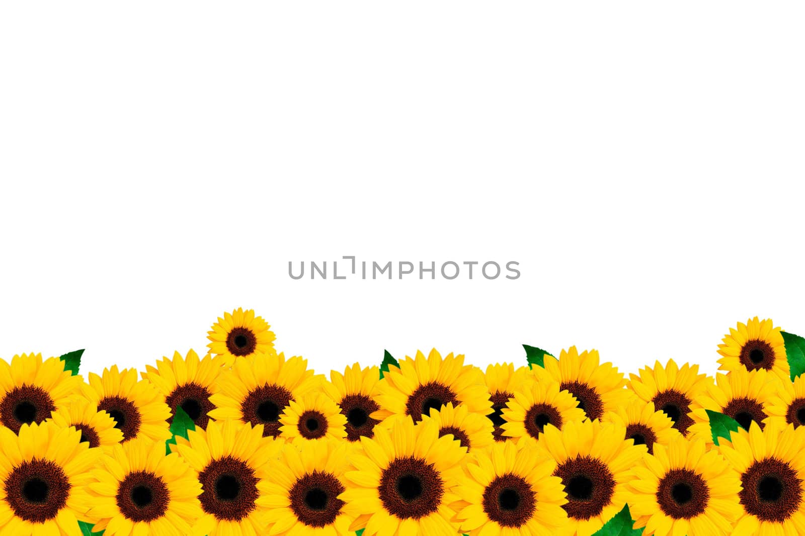 Yellow flowers of sunflower on a white background