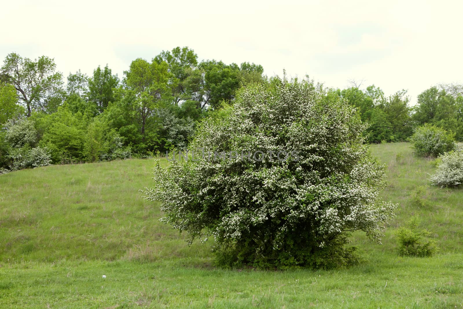 bush in the country  by vsurkov