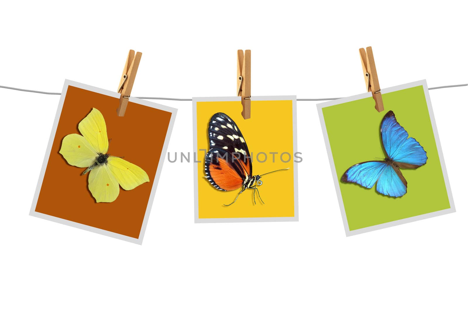 Photography with butterfly on a background of the white color