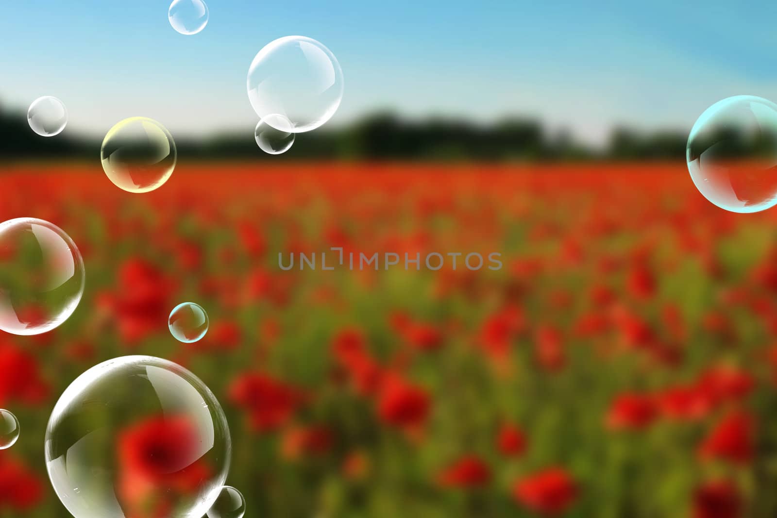 Poppys. Soap bubbles  by petrkurgan