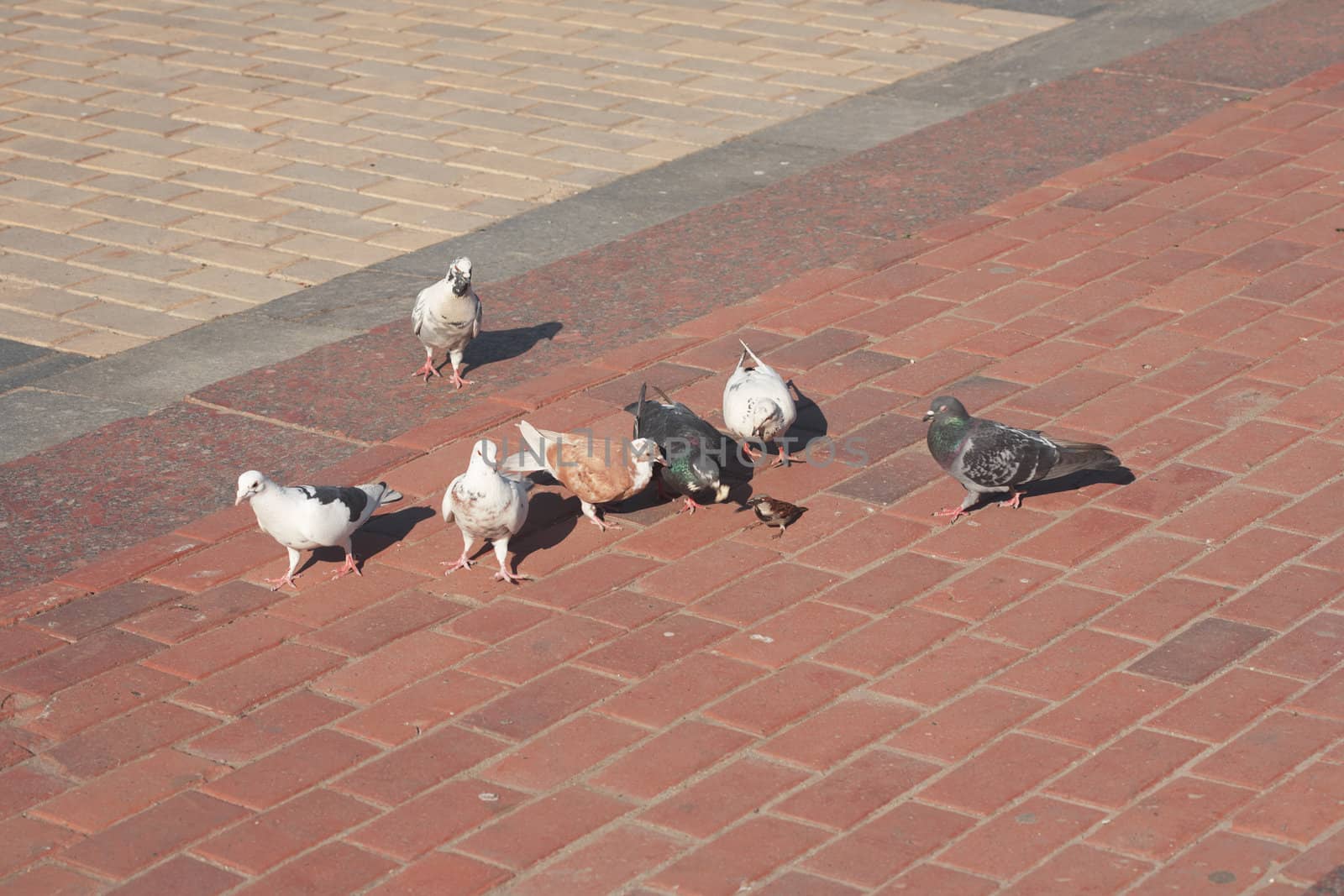 Flock of the pigeons and sparrow in the street