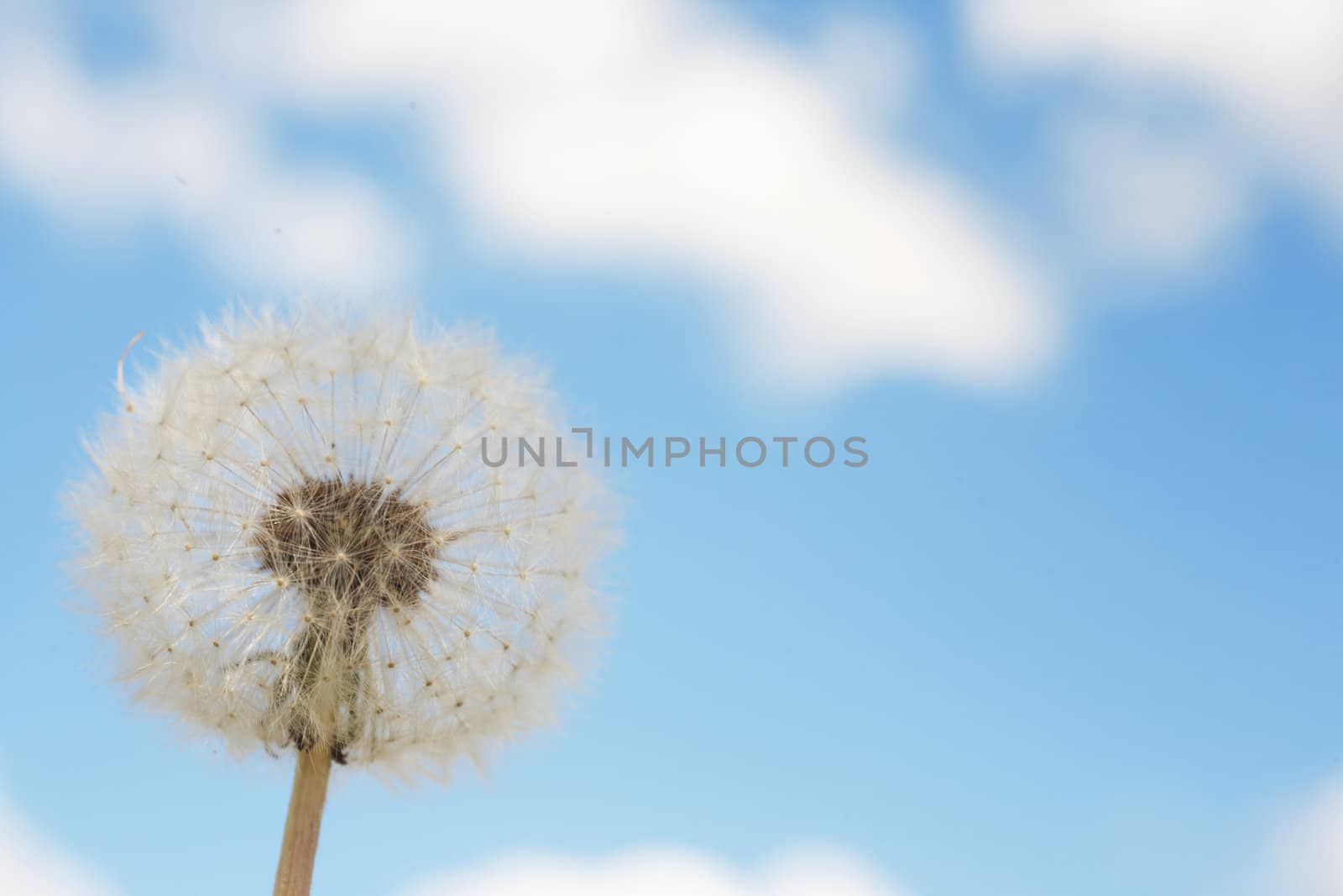 Dandelion and blue sky. Summer and plant. Ecology