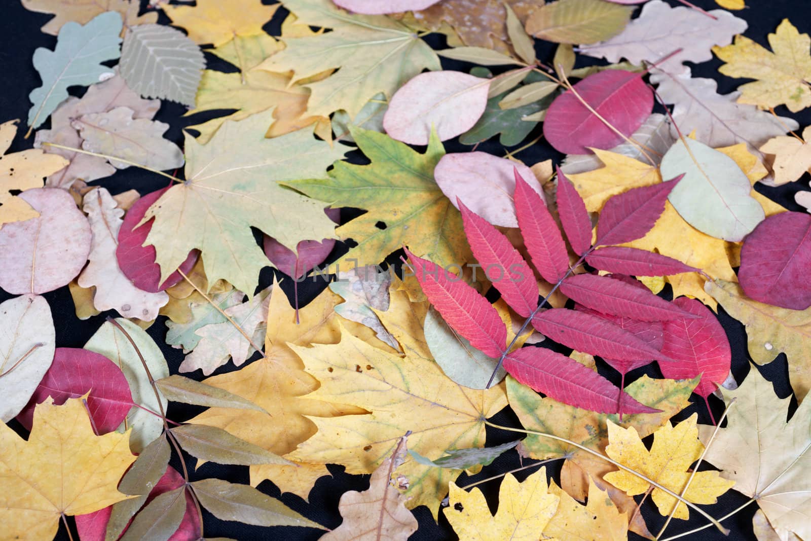 Multicoloured leafs lie on a black background. Autumn