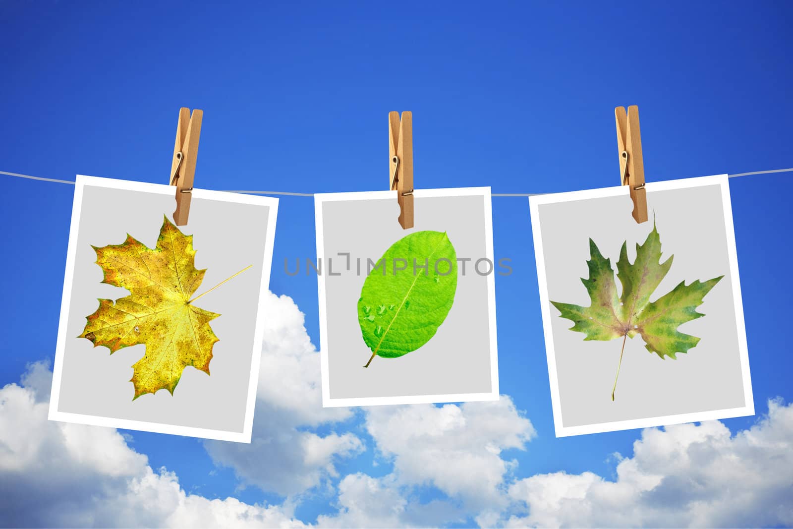 Photos with leafs on a background of the blue sky