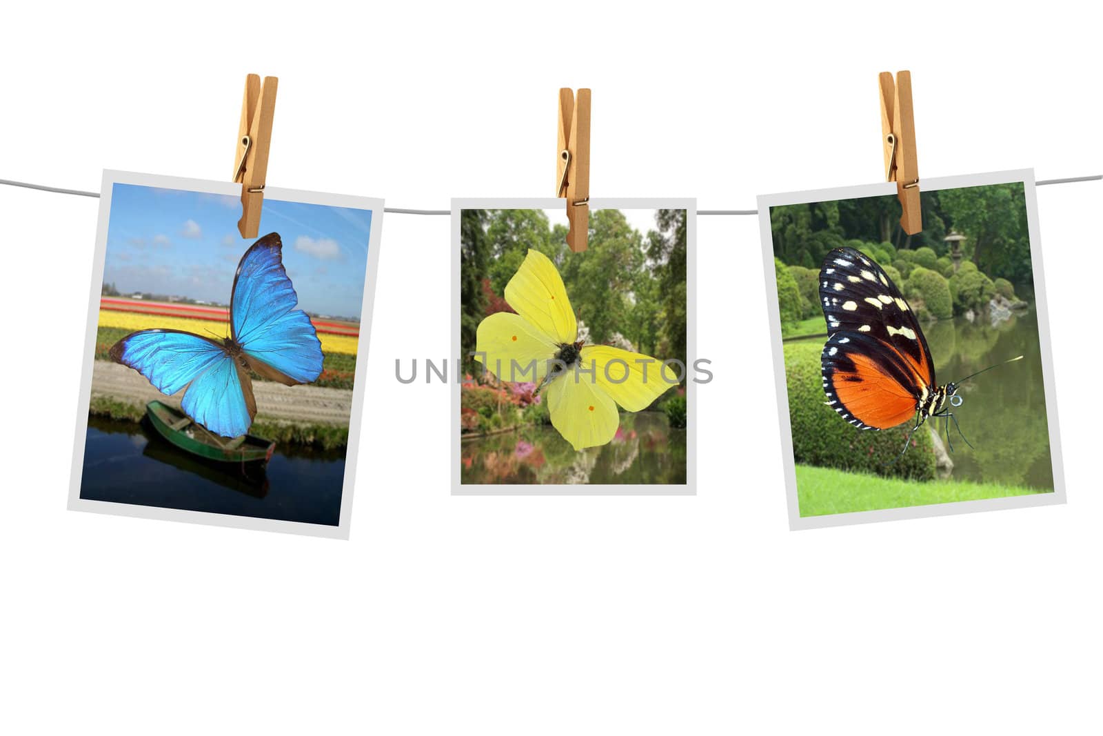 Photos with butterfly on a background of the white color