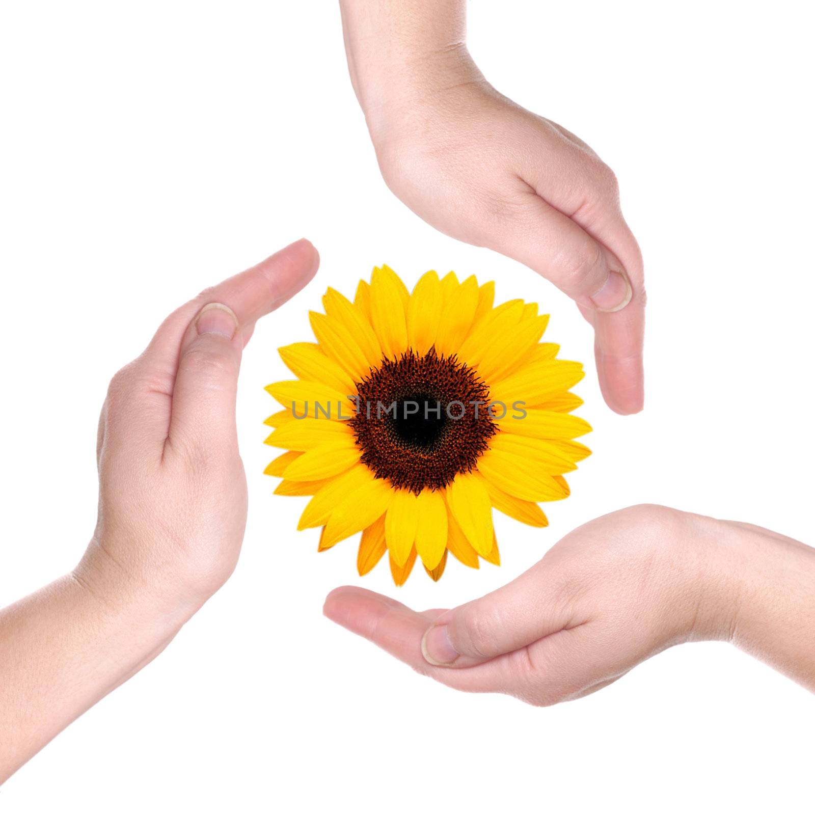 Sunflower in palms on a white background