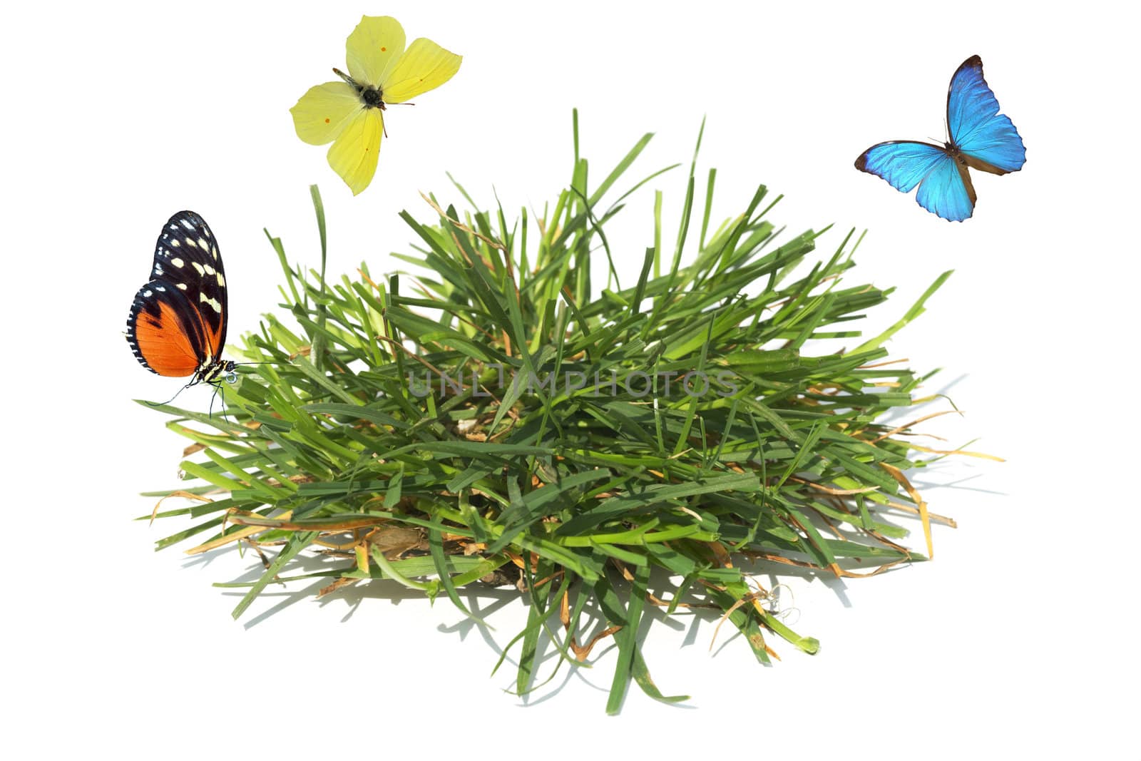 The multicoloured butterflies fly above a green grass