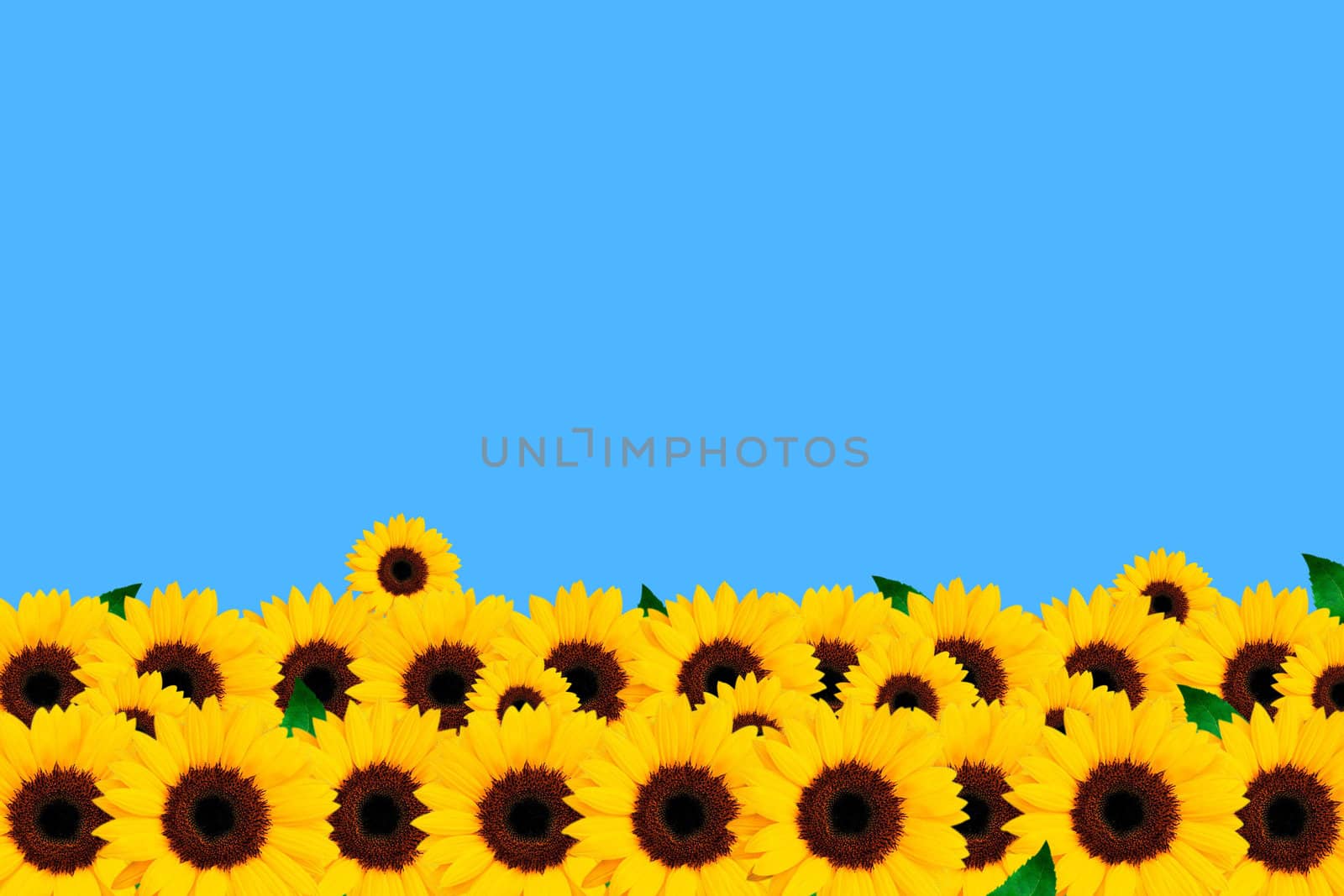 Yellow flowers of sunflower on a blue background