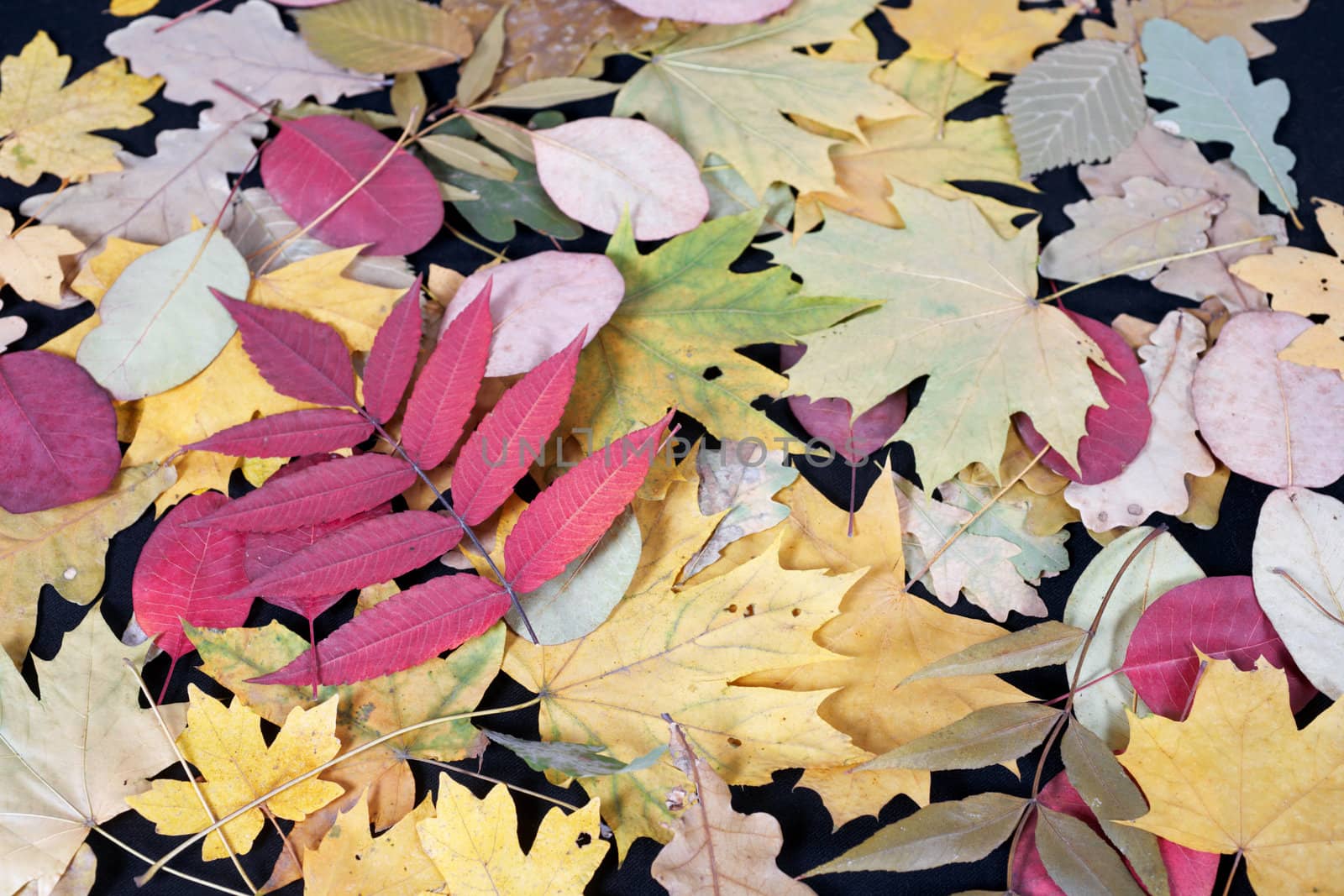 Autumn. Multicoloured leafs lie on a black background