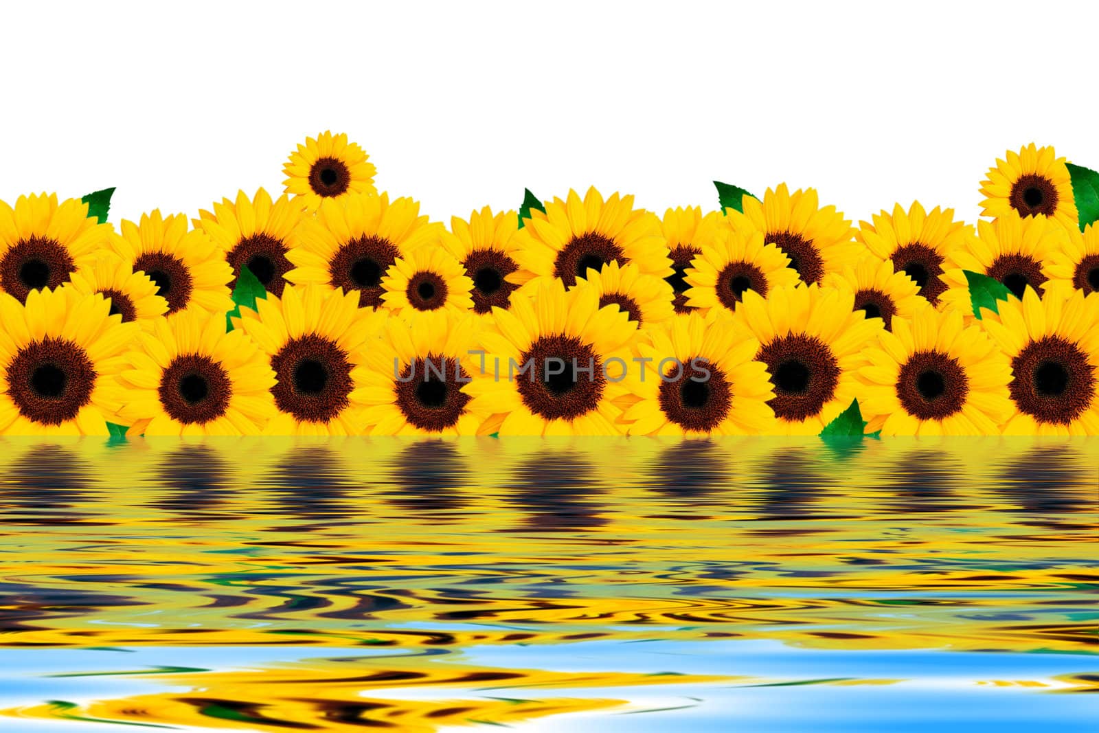 Water. Yellow flowers of sunflower on a white background