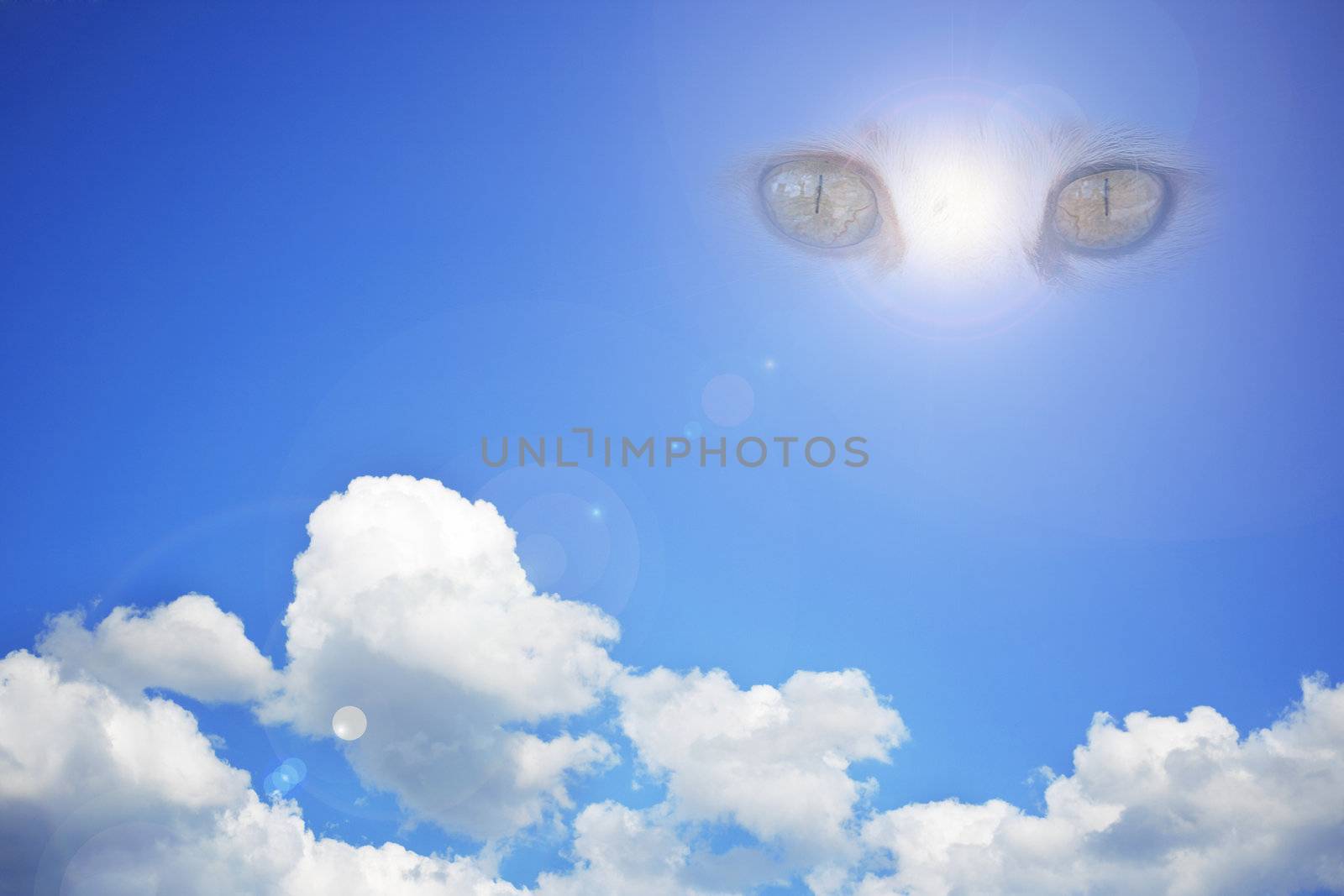 Animal eyes in the blue sky. An abstract background