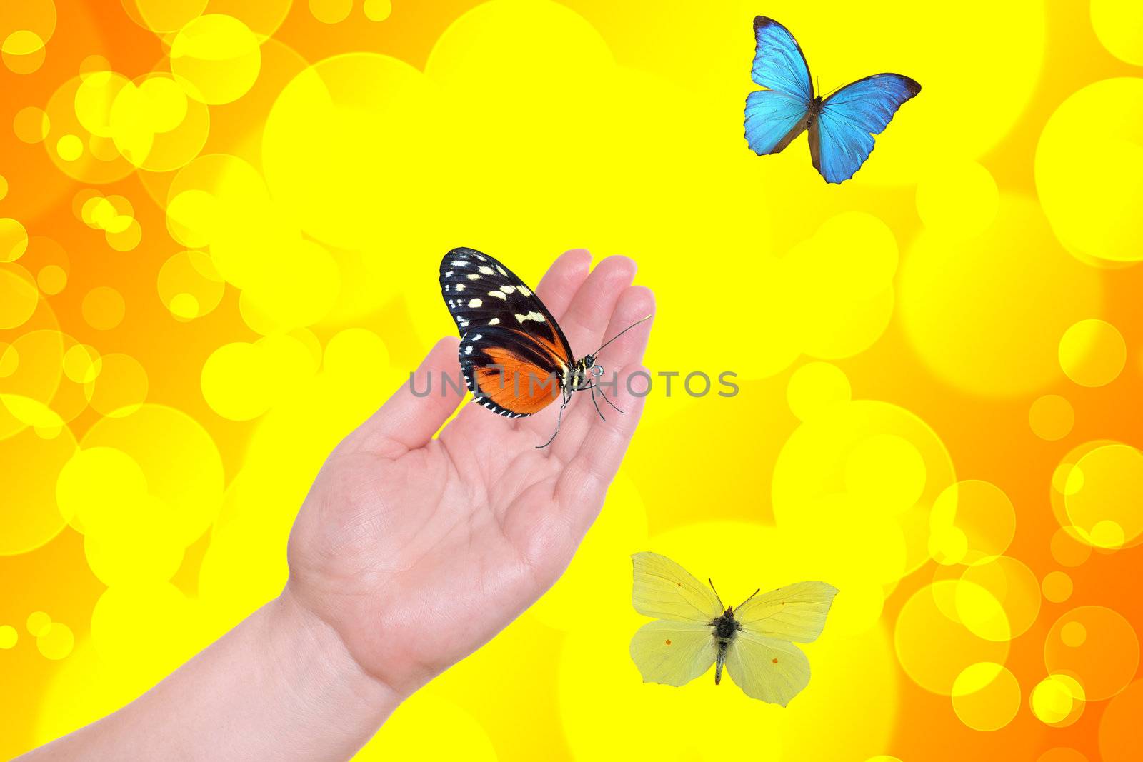 Palm and beautiful butterflies on a yellow background