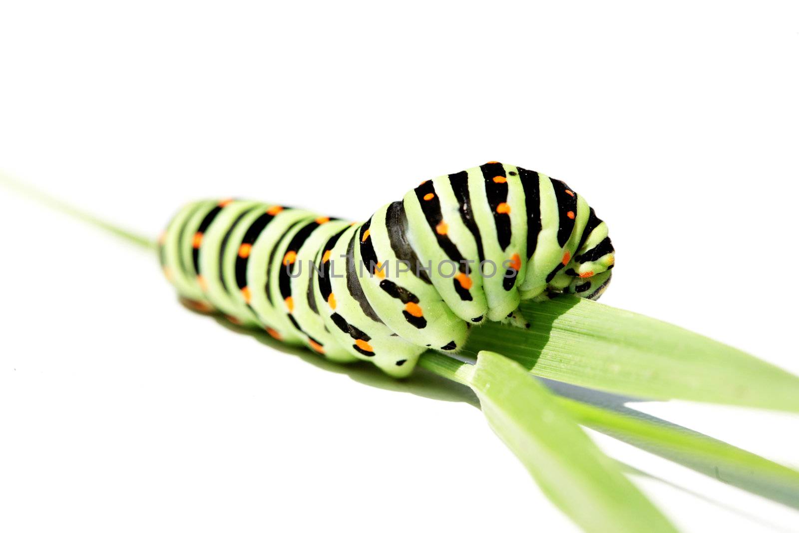 Caterpillar by petrkurgan