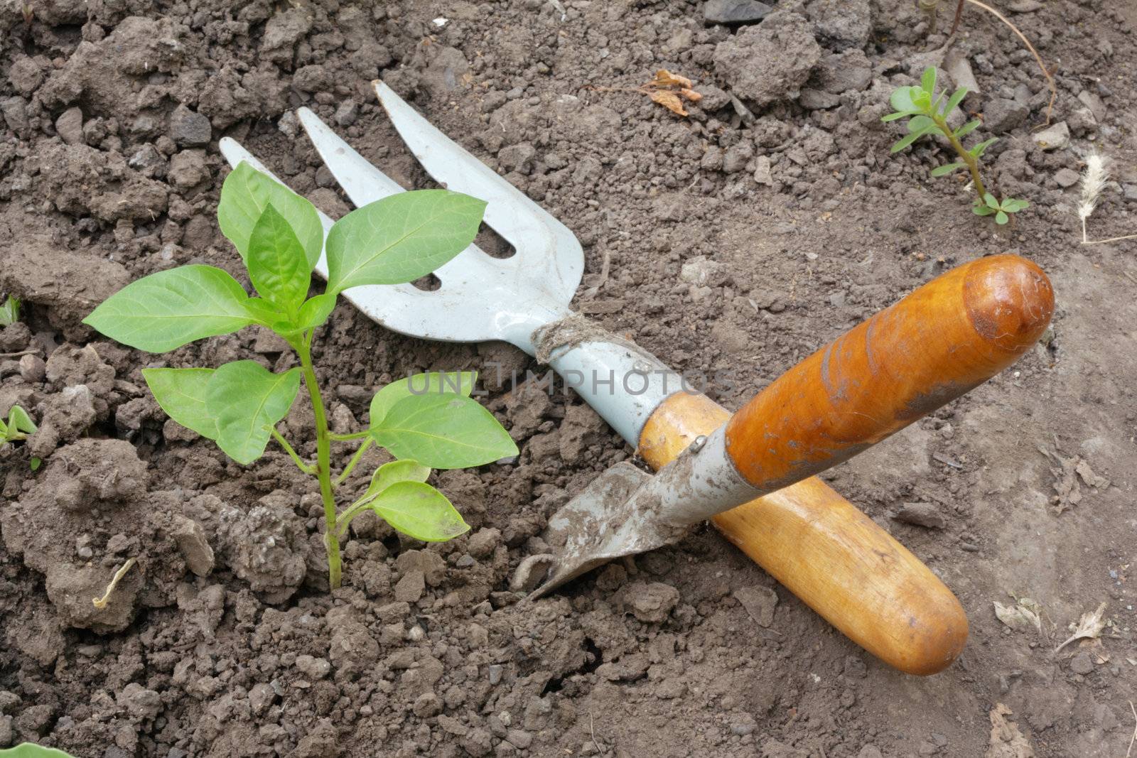 Plant in a garden. A shovel and pitchfork