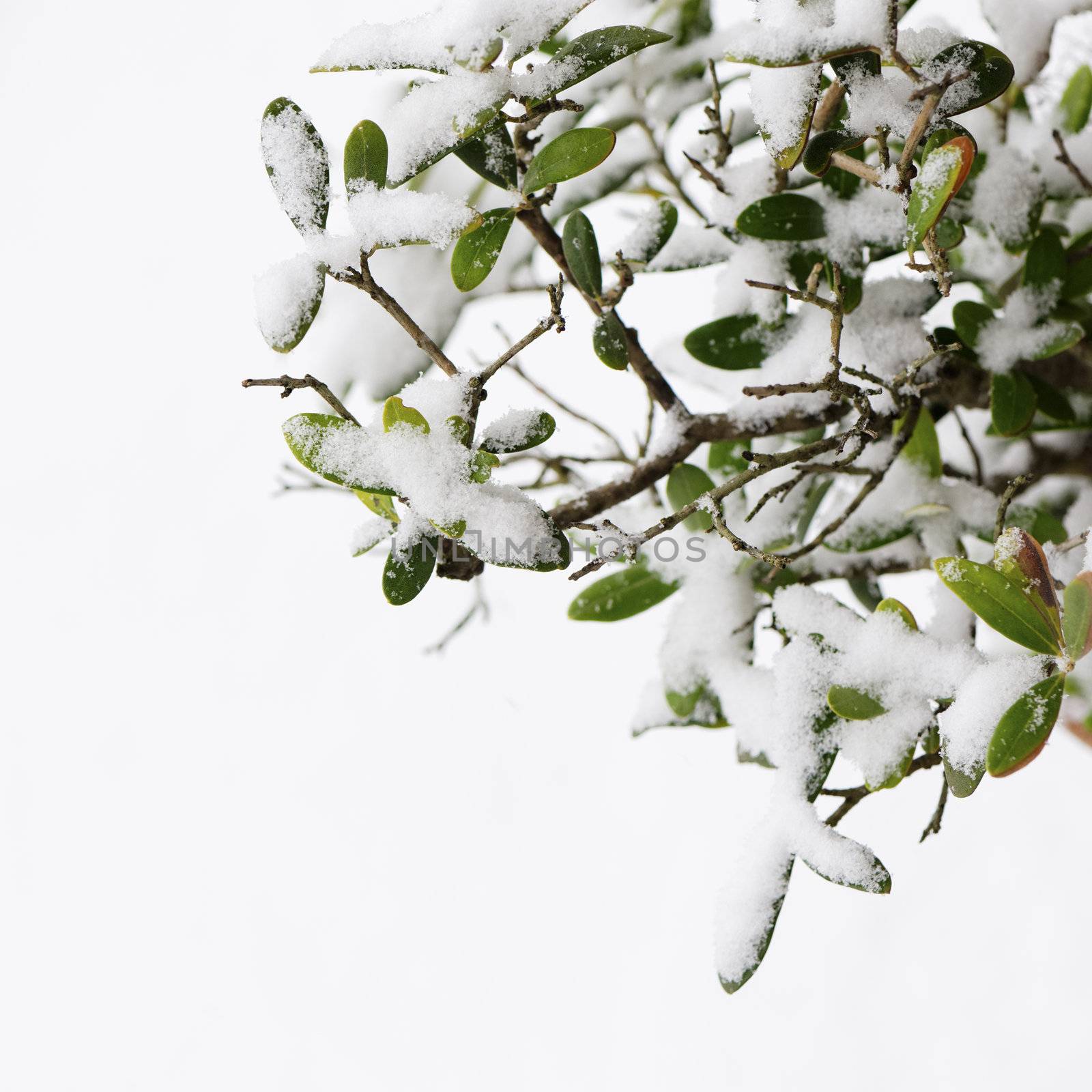 Detail of an olive tree covered by snow