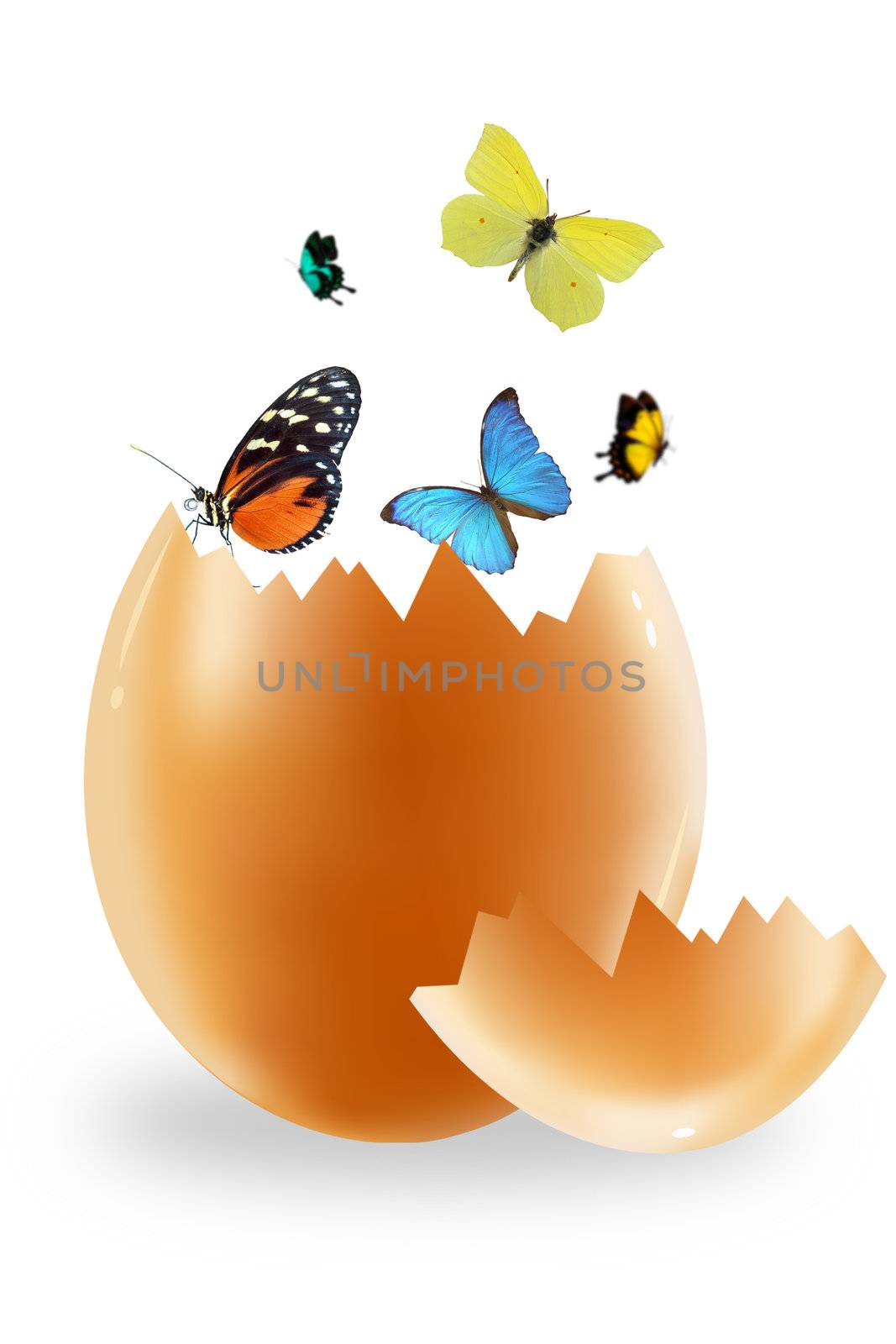 Egg and butterfly on a white background. Abstract