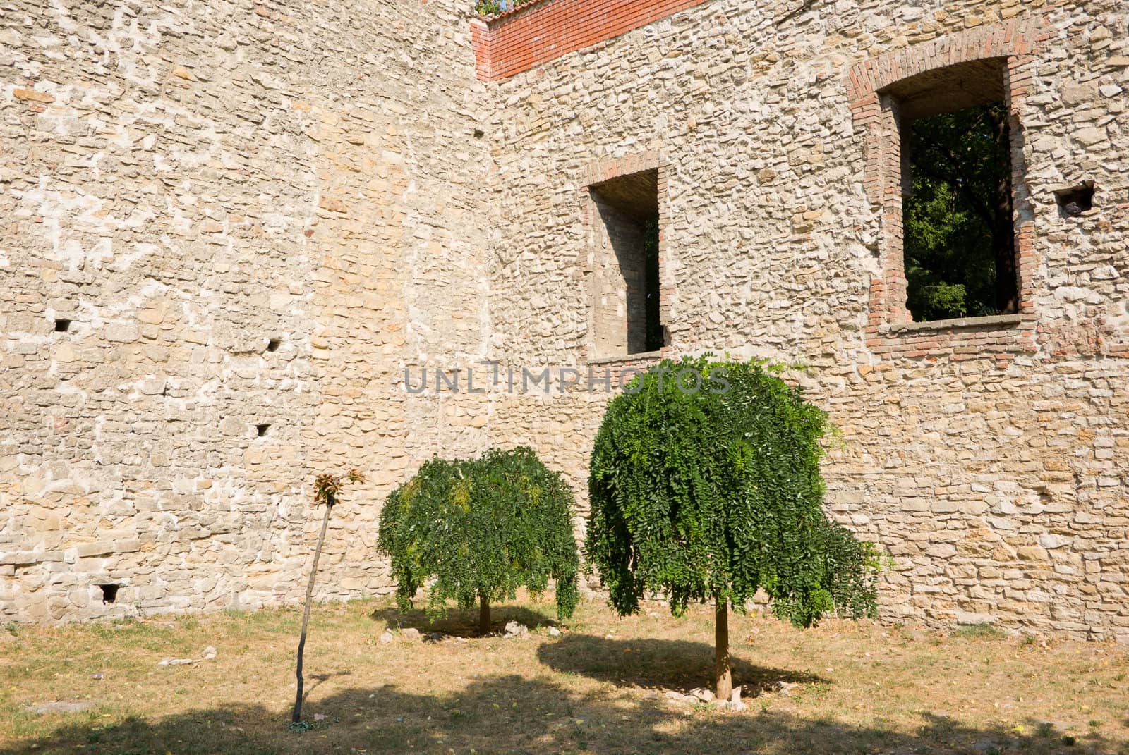 two isolated trees surrounded by an old structure