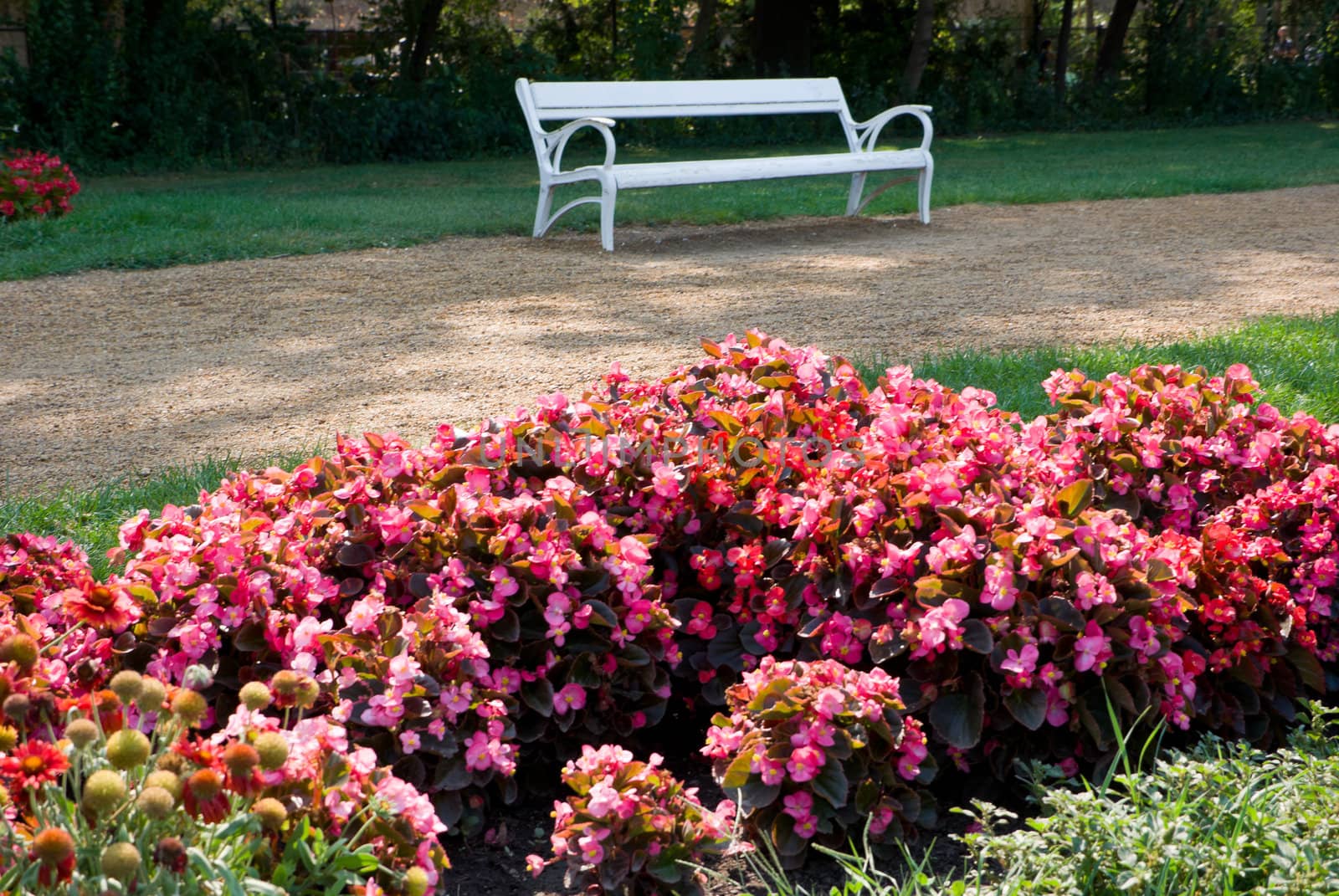bush and bench with flowers in the foreground
