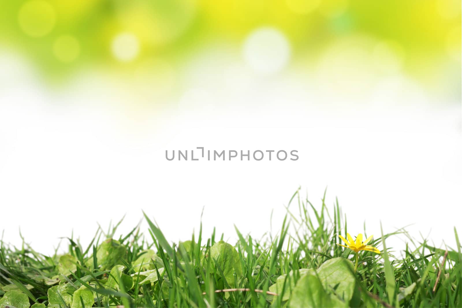 Grass and yellow flower. A beautiful multicoloured background