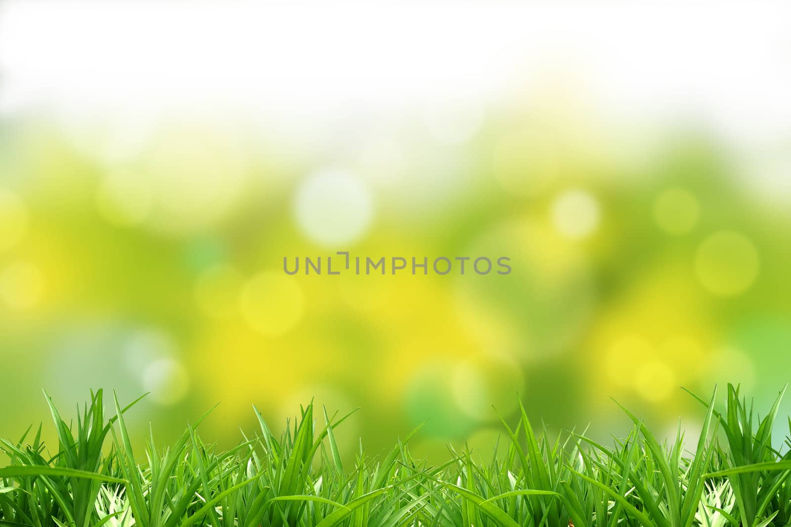 Green  grass and background. A beautiful multicoloured background