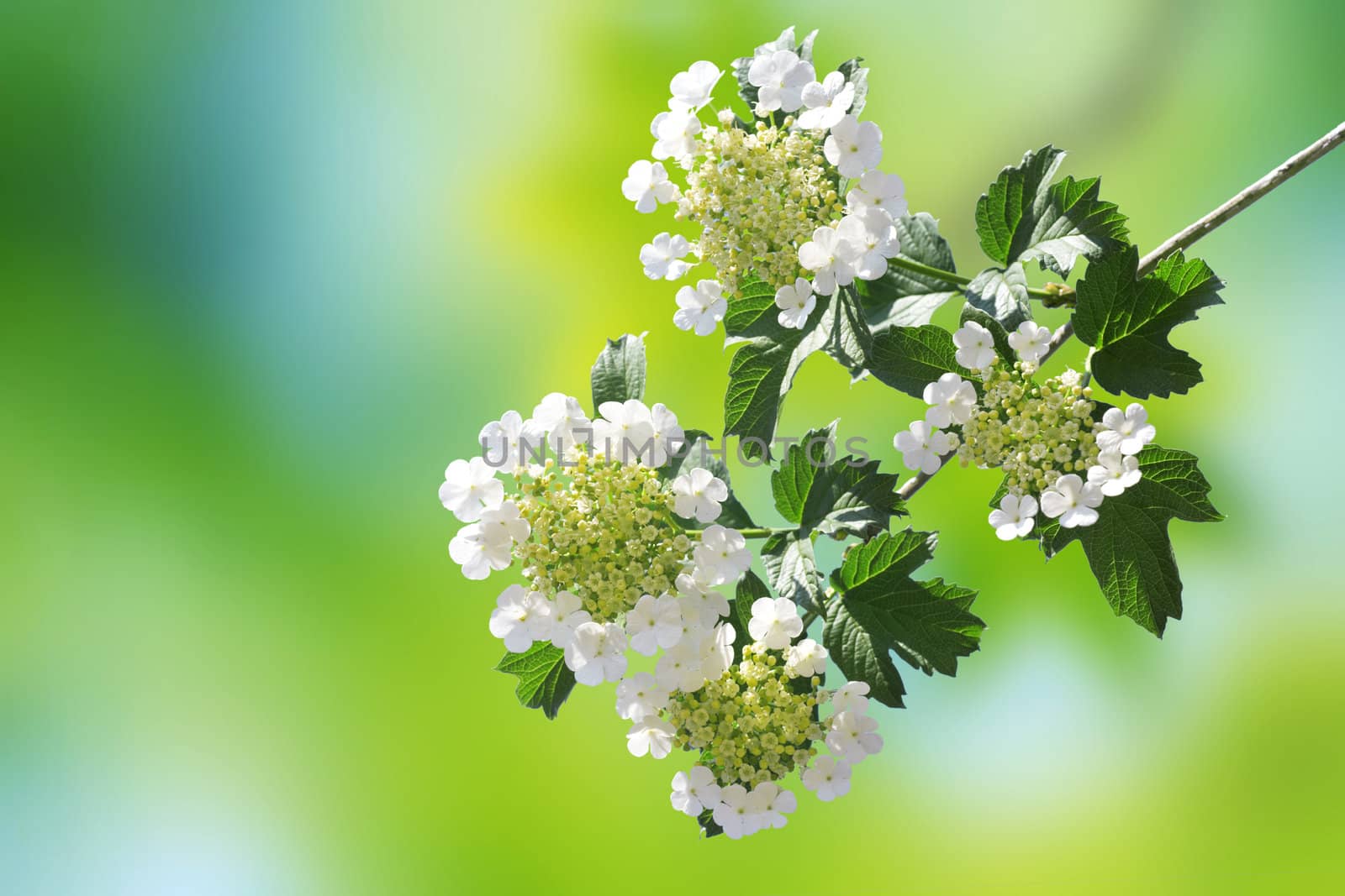 Multicoloured background. Flower by petrkurgan