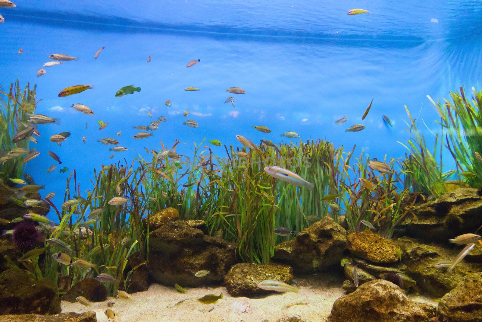 Fish tropical life in coral reef