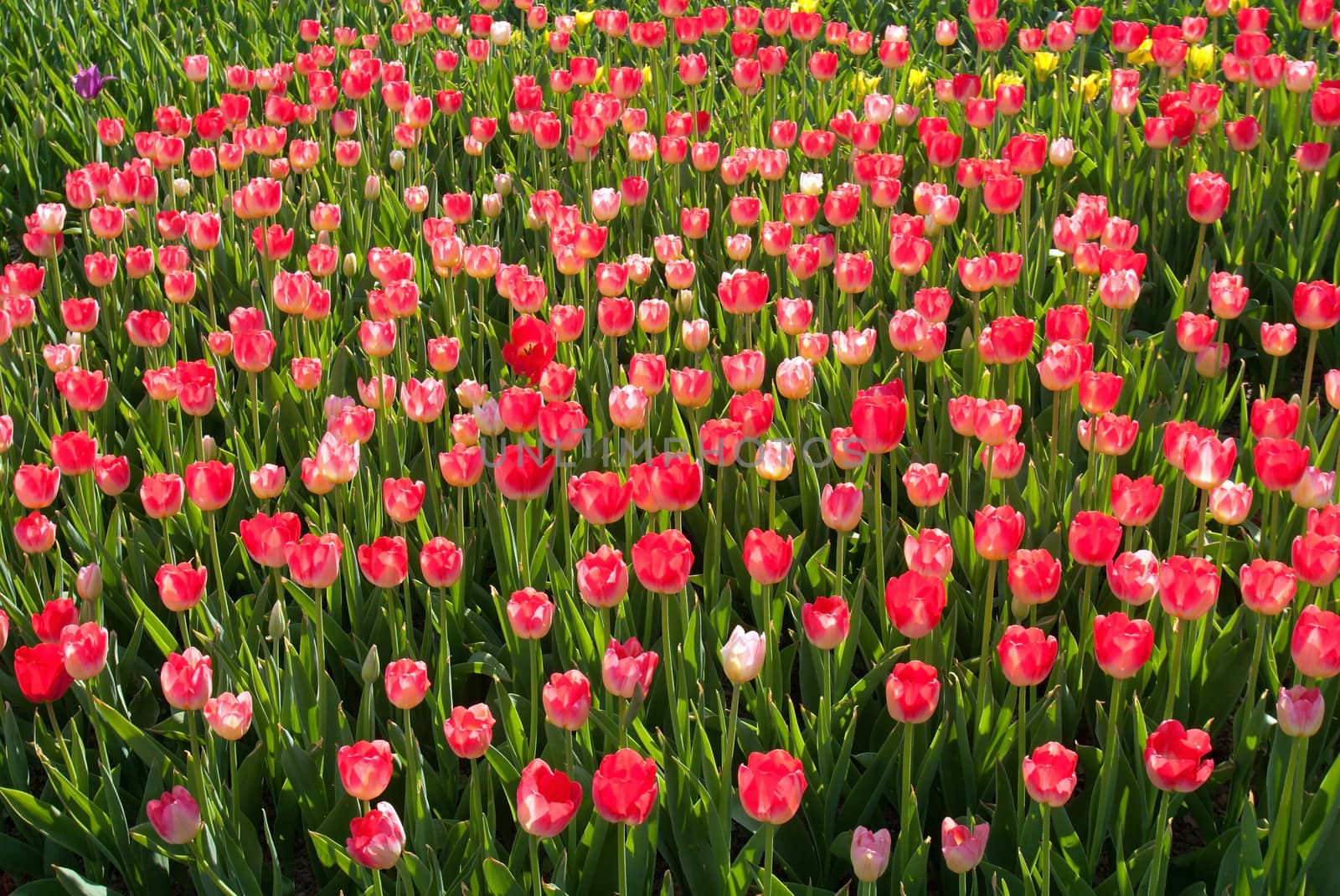 spring flowers red tulips field
