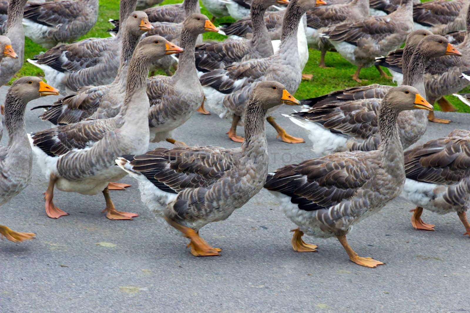 flock of domestic geese during the spring trip going on road