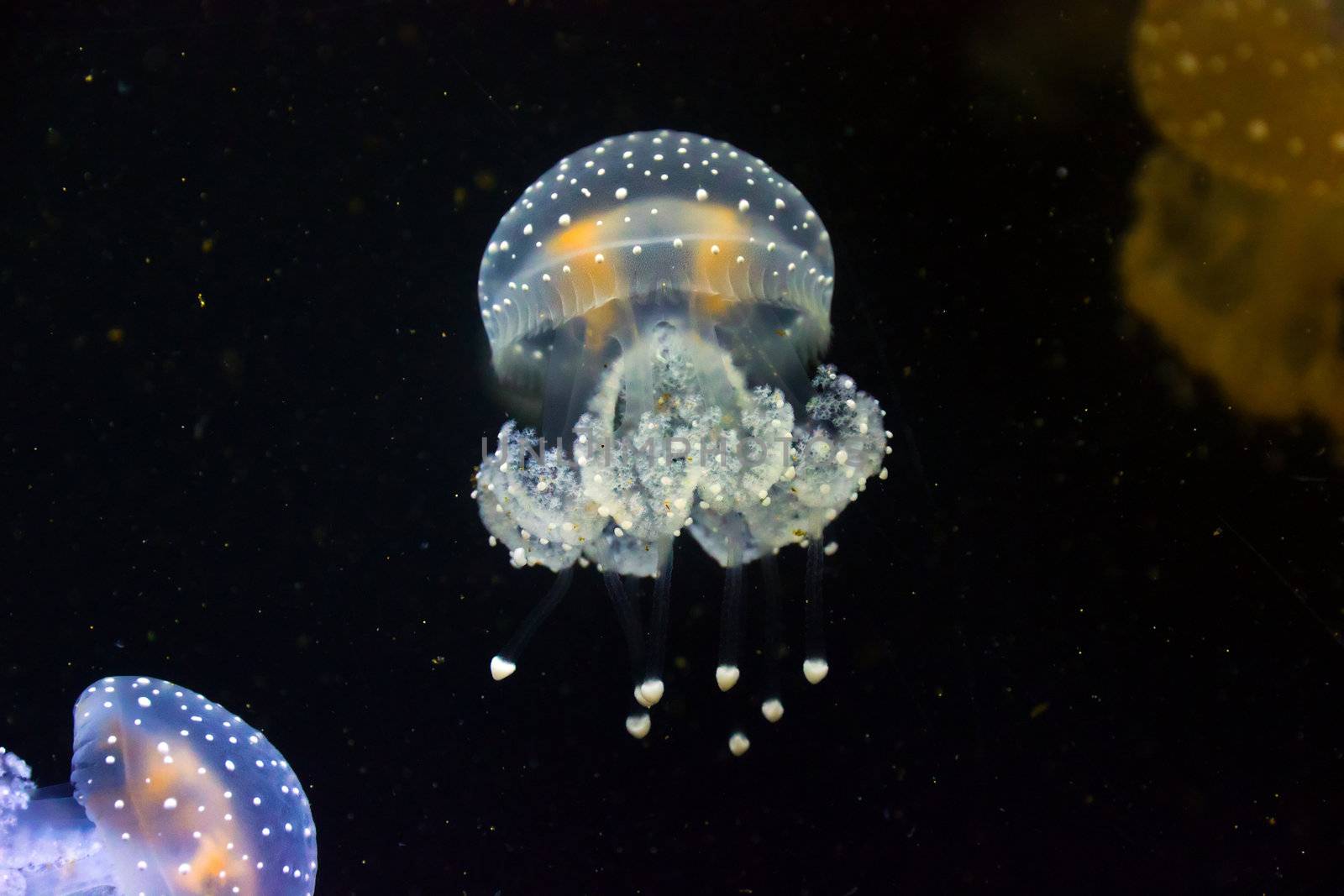 group jellyfish blue and color underwater