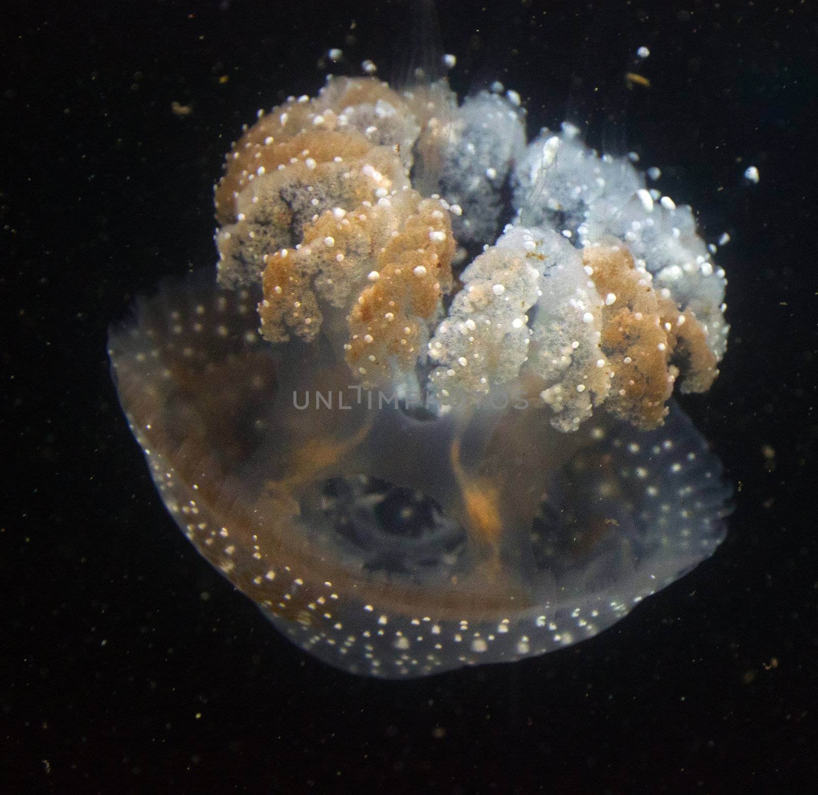 Jellyfish color at the black background