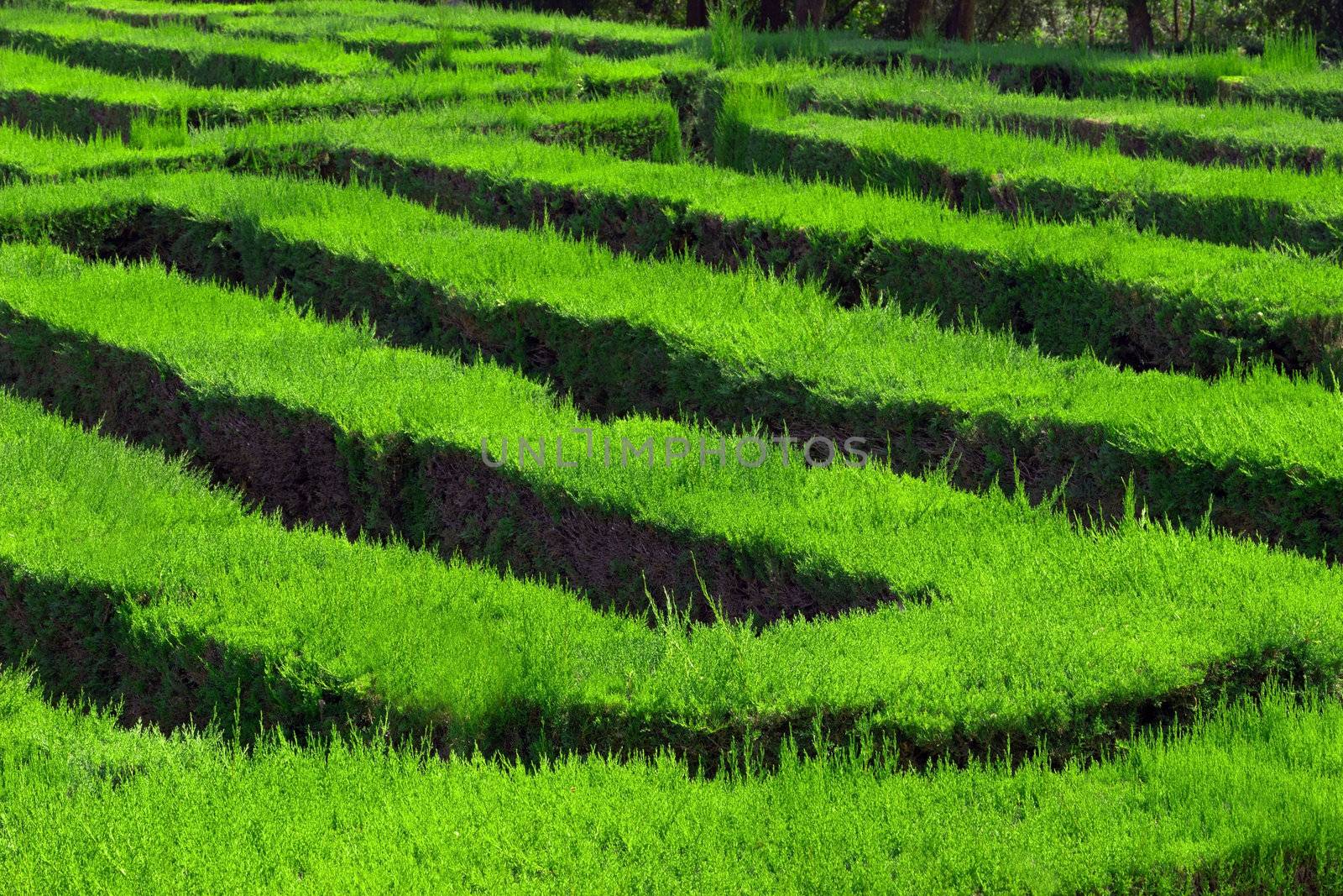 conceptual park labyrinth Barcelona. Spain
