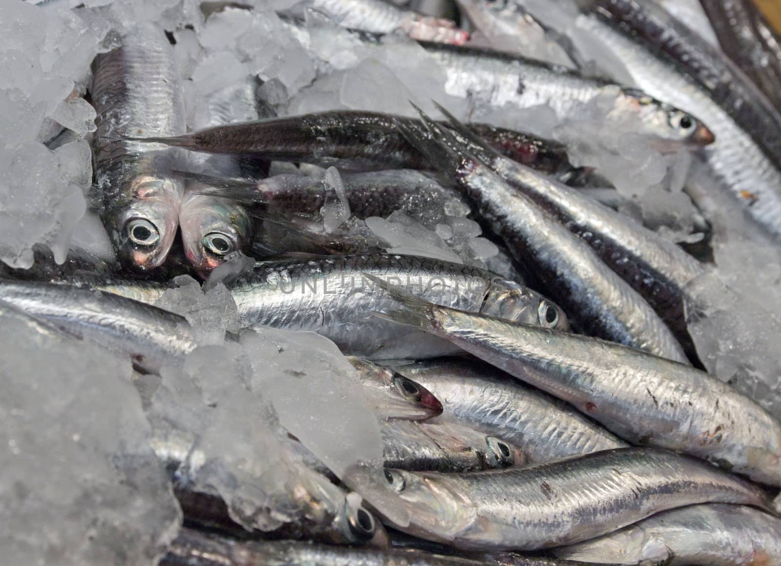 pile fresh fish in ice at the market, Barcelona, Spain