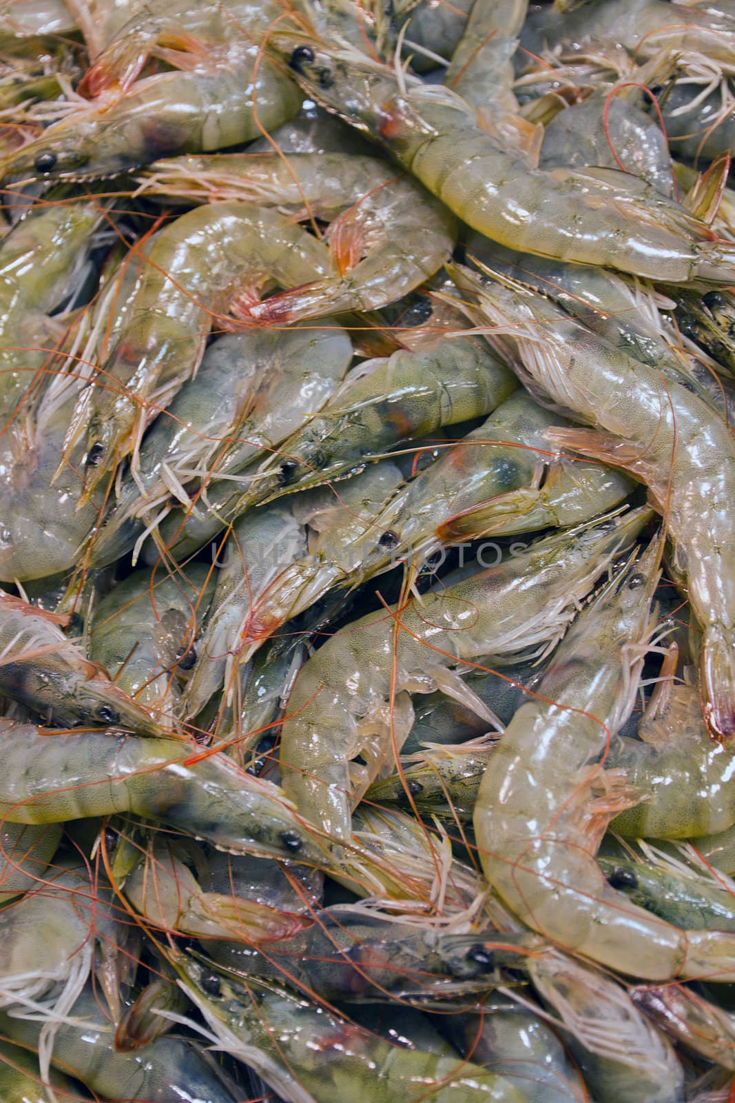 sea food raw prawns background