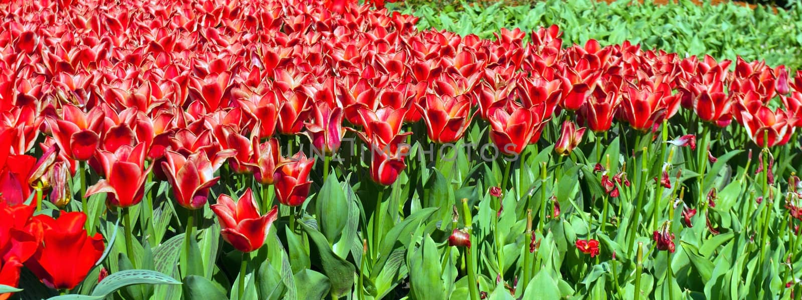 tulips red spring bed horizontal