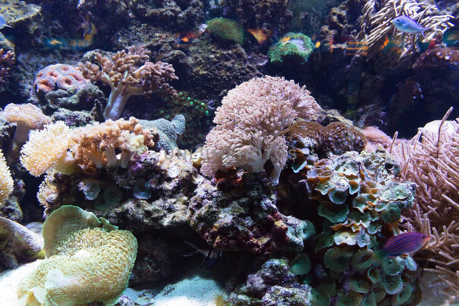 Sea fish tropical scenics life in coral reef