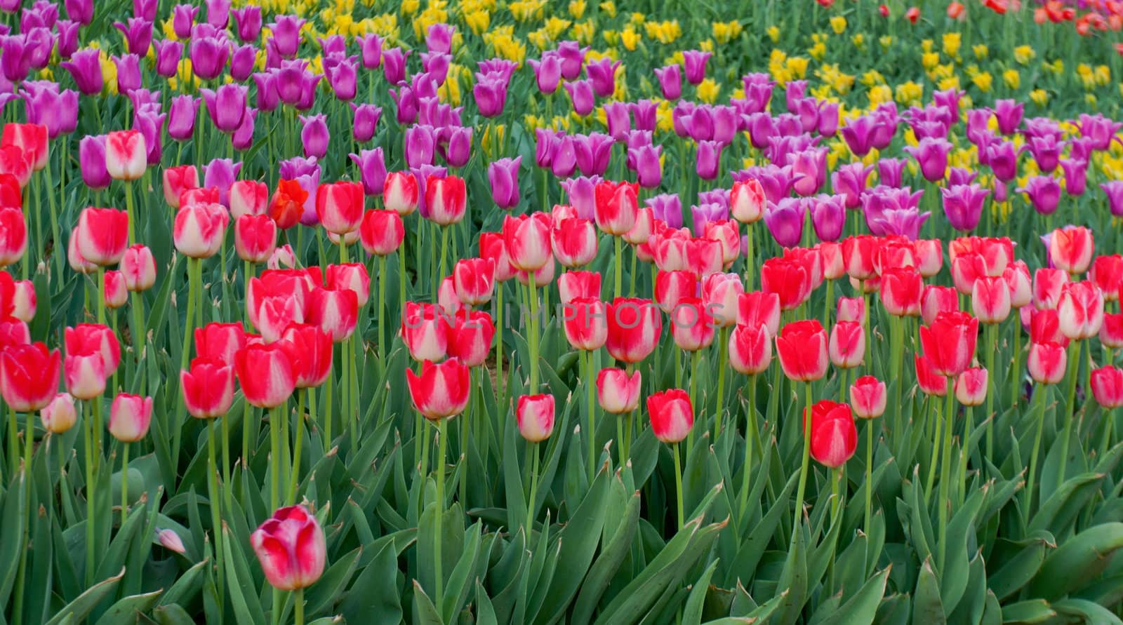 tulips purple and red spring bed