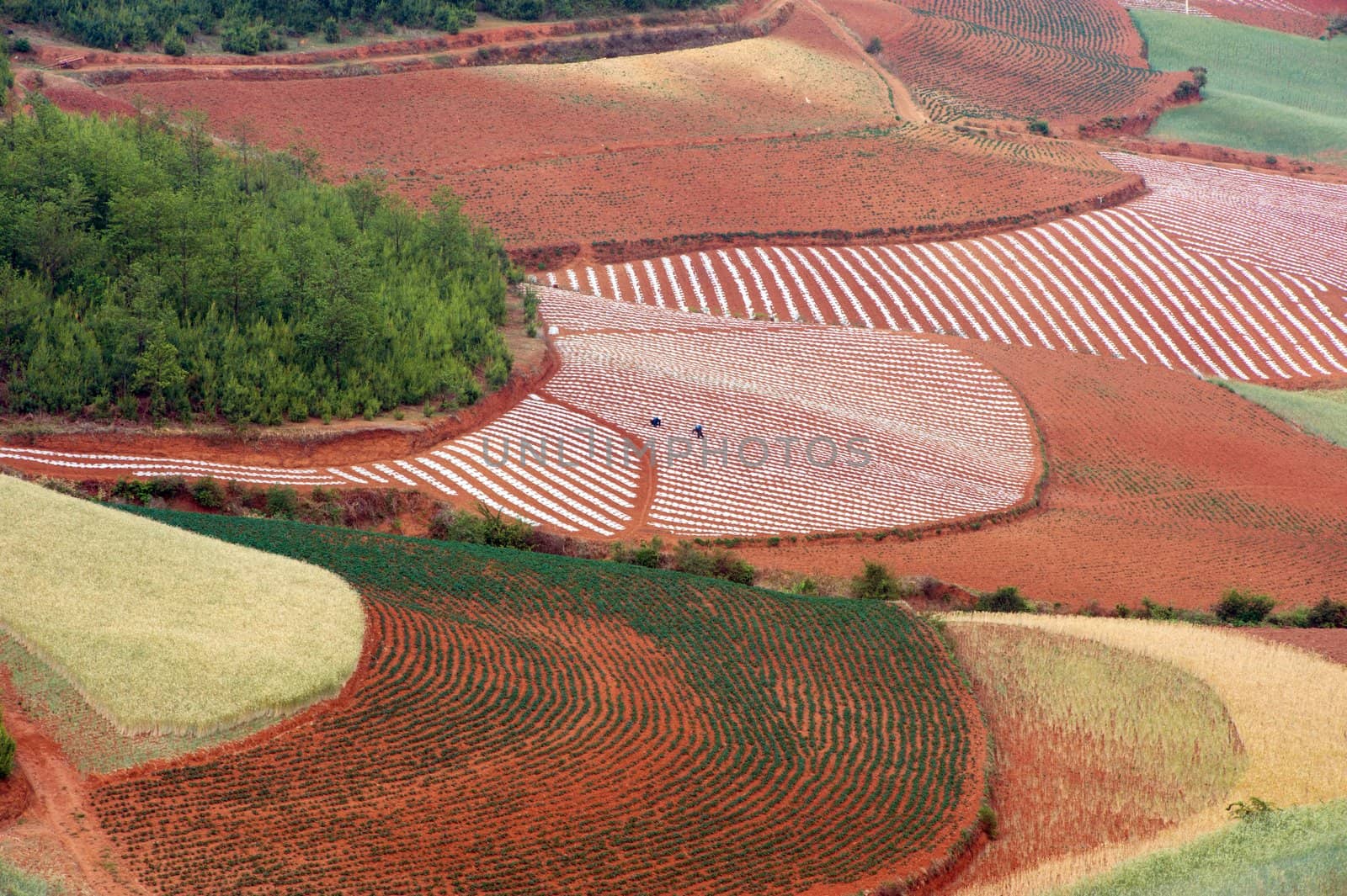 Field landscape in Yunnan Province, southwest of China