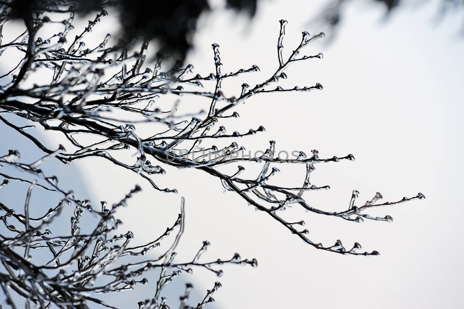 Icy tree branches in Winter