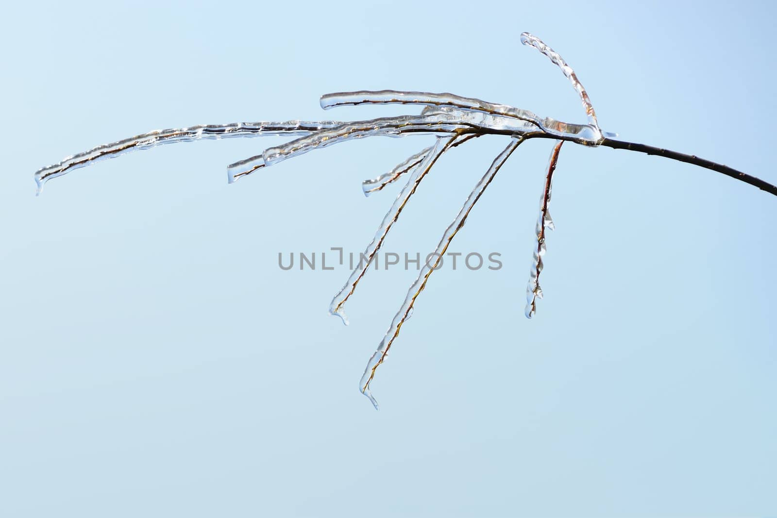 Icy tree branches by raywoo