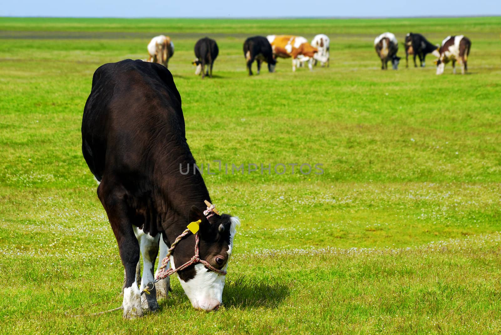 Nature scene with black cow on pasture