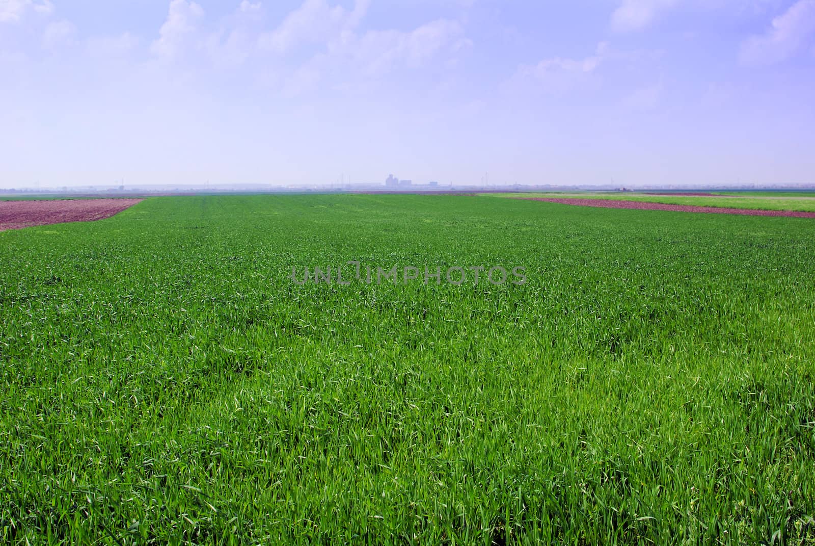Green wheat field with city silhouette in the distance