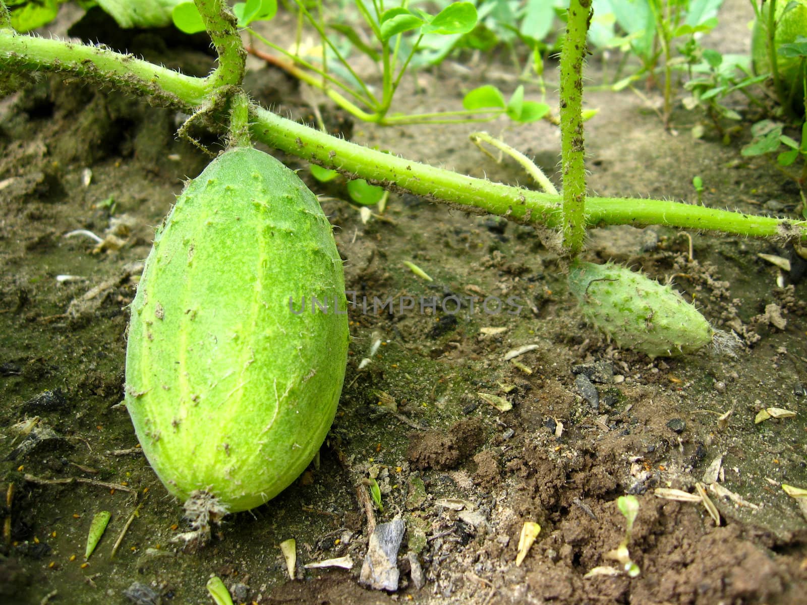 The image of fruits of a cucumber on a bed