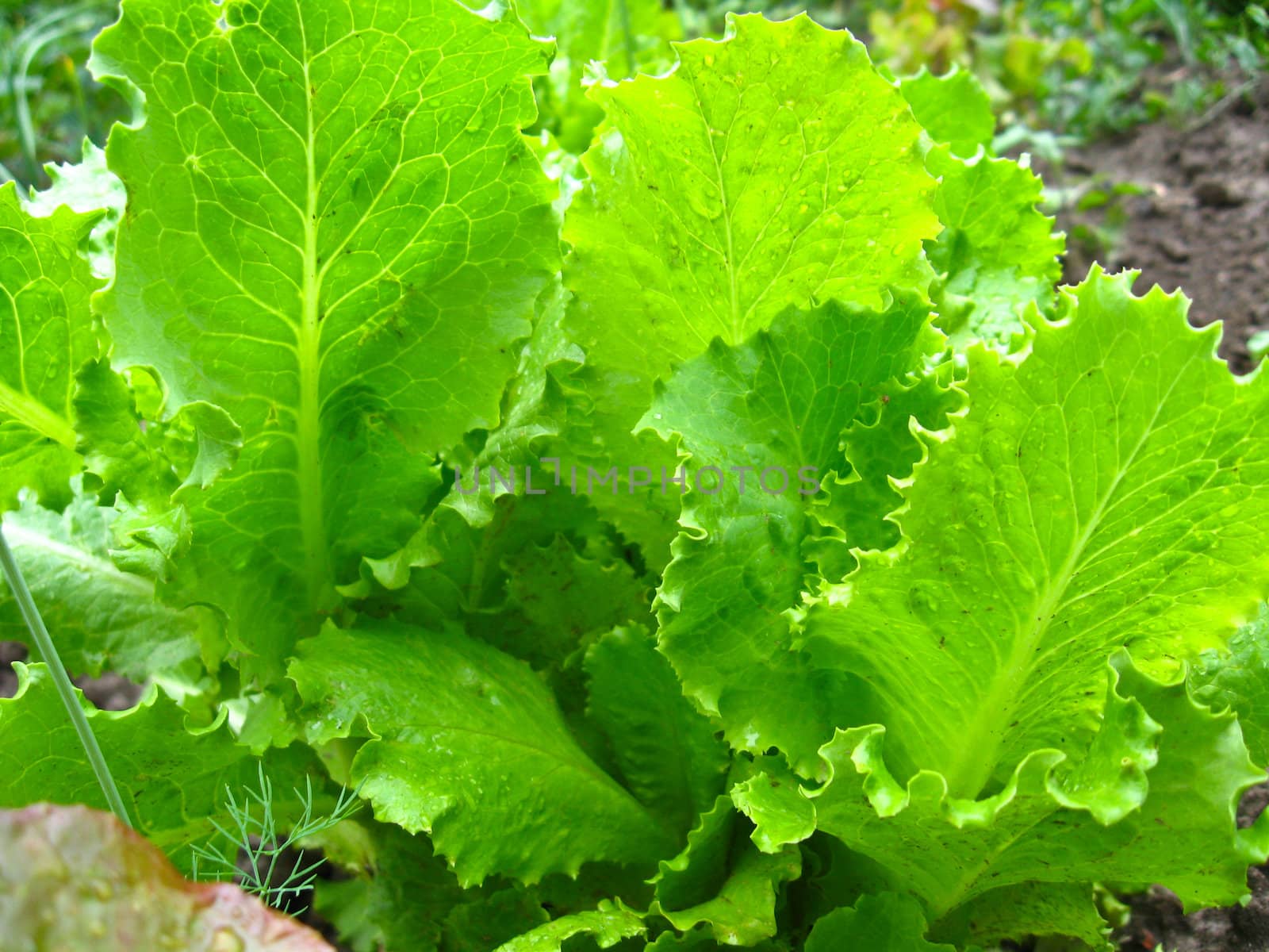 The image of green leaves of useful lettuce