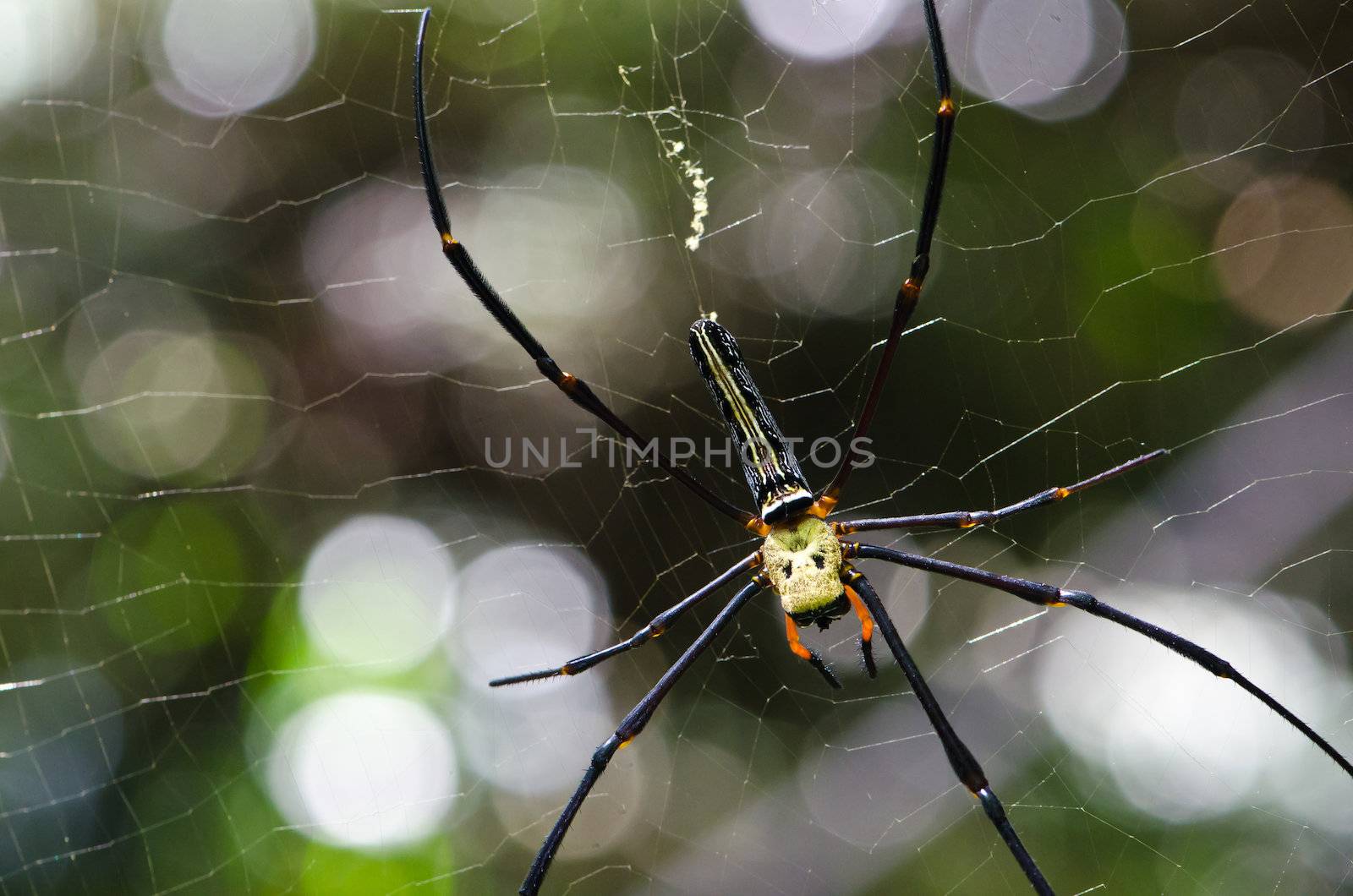 Mai Thong spider . Colorful spider in web .