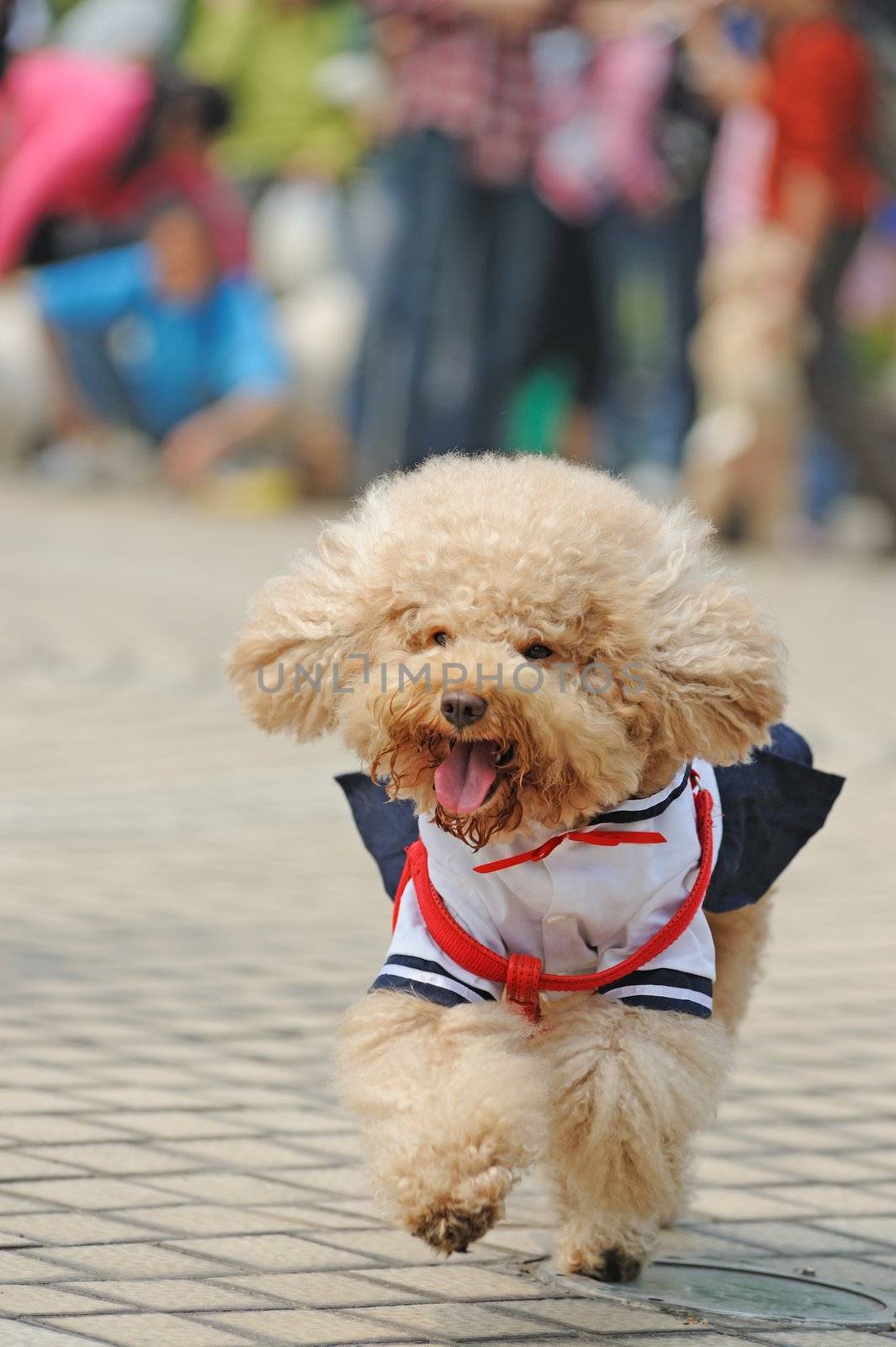 Little poodle dog running on the ground