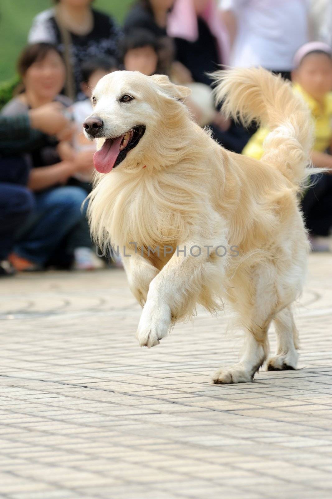 Golden retriever dog running on the ground