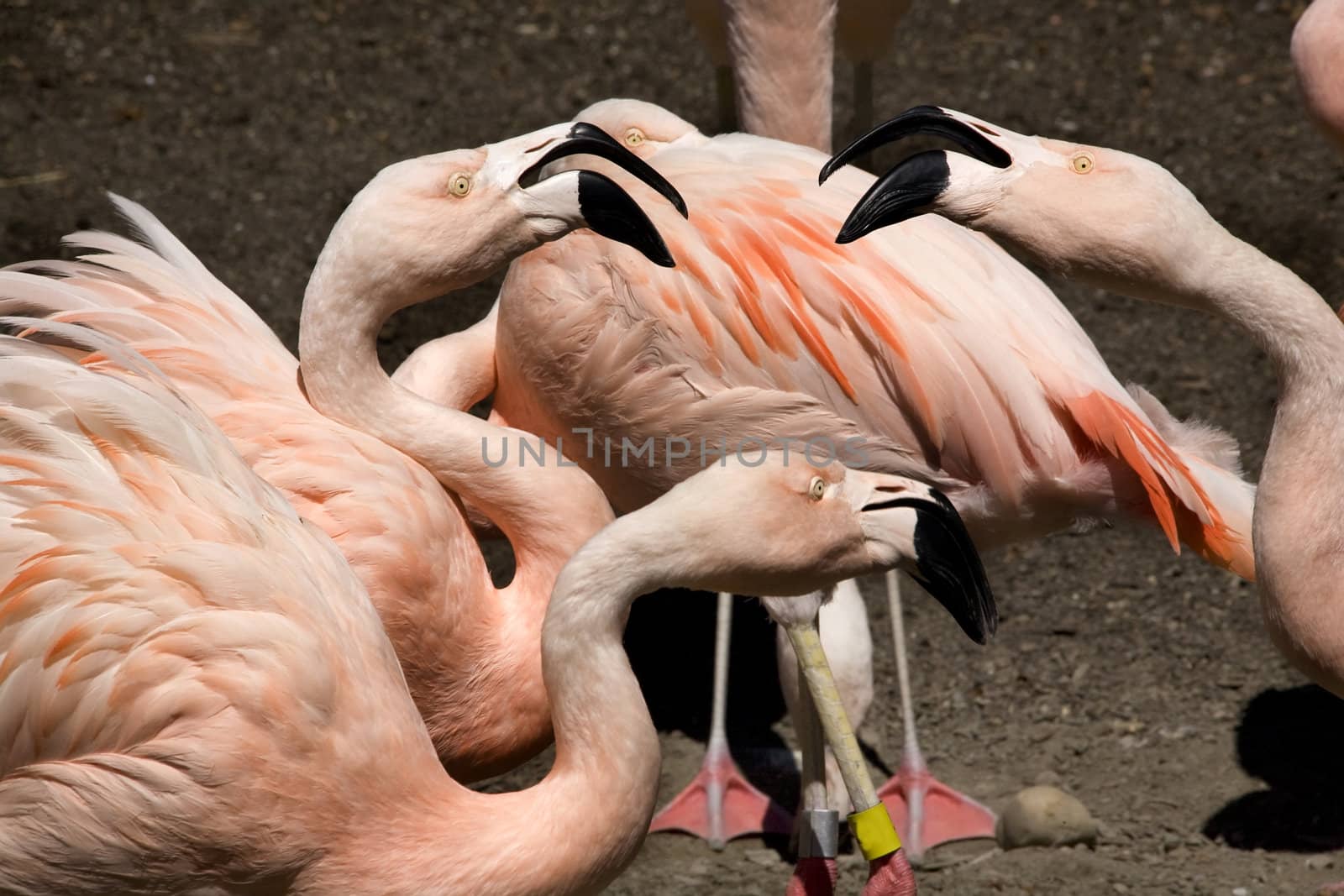 Three Pink Flamingos from Chile Talking To Each Other, Phoenicopterus chilensis, Red Orange white and pink feathers.  Yellow eyes Black Beaks

Resubmit--In response to comments from reviewer have further processed image to reduce noise, adjust lighting and sharpen focus.