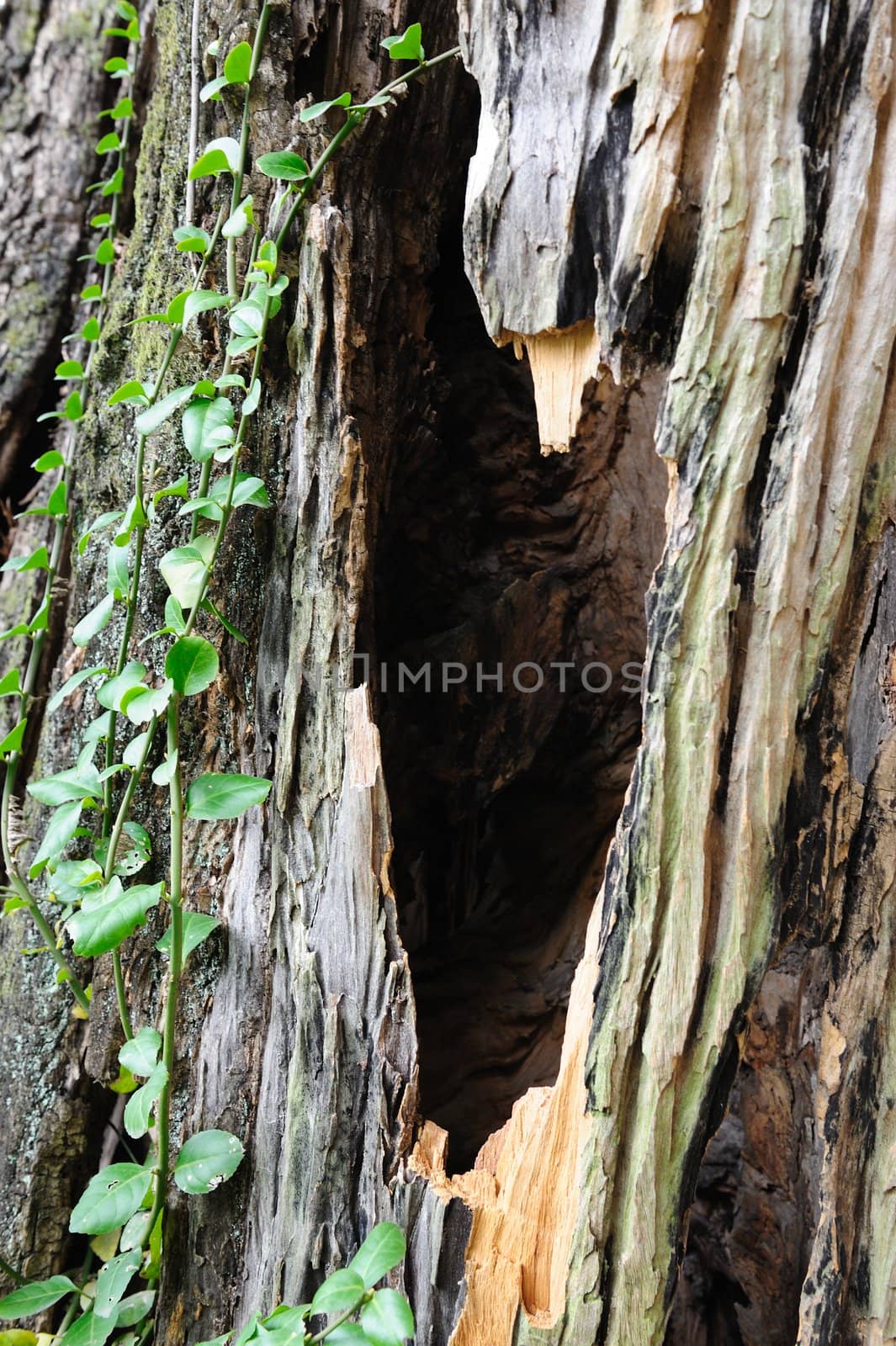 Camphor tree bark by raywoo