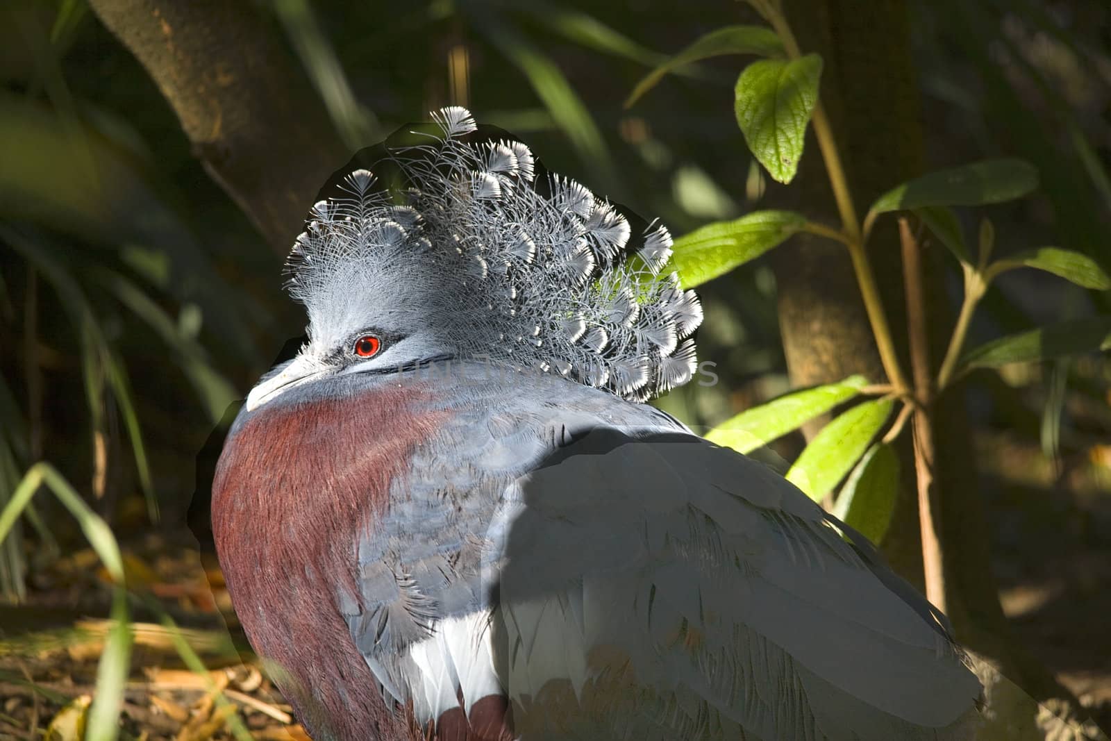 Victoria Crowned Pigeon Papua New Guinea Blue Feathers Red Eye

Resubmit--In response to comments from reviewer have further processed image to reduce noise, adjust lighting and sharpen focus.