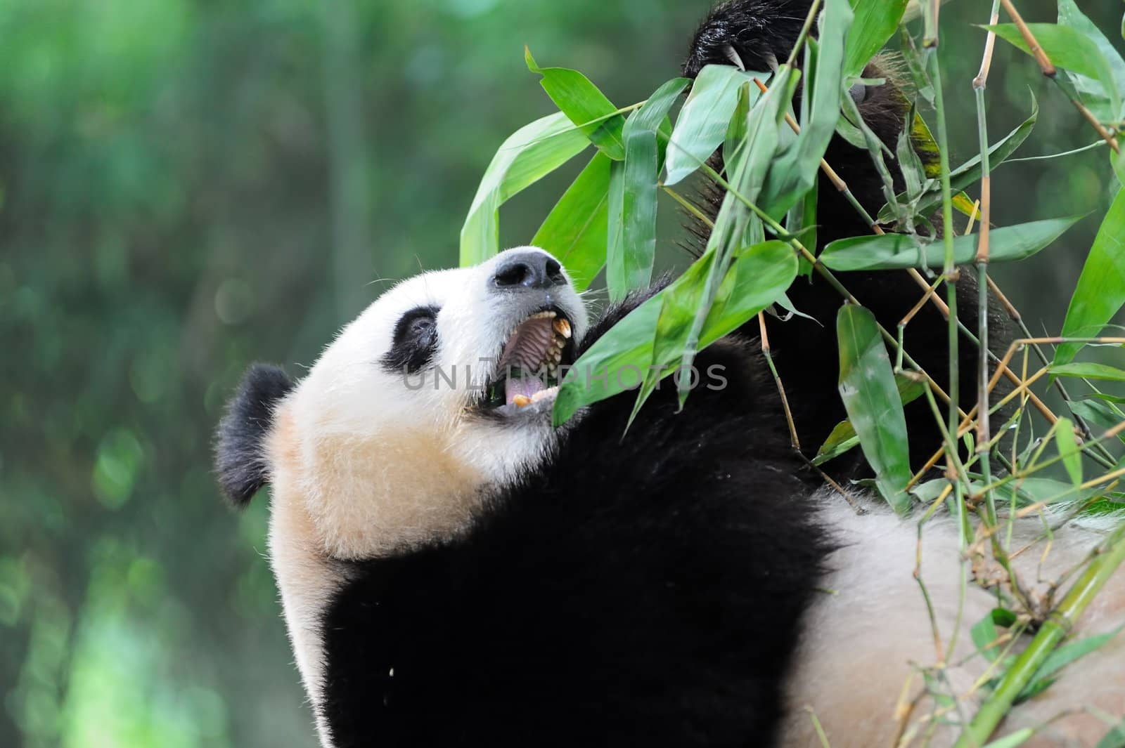 Giant panda by raywoo